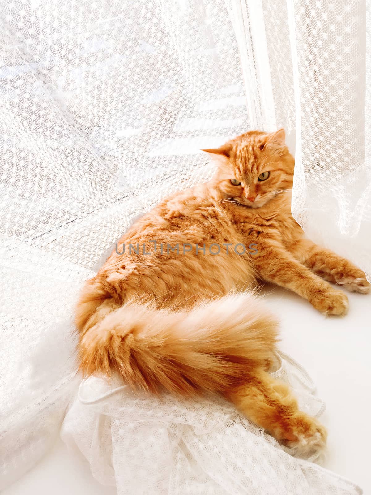 Cute ginger cat lying on window sill with tulle curtain. Fluffy pet is staring with curiosity. Sunny day in cozy home.
