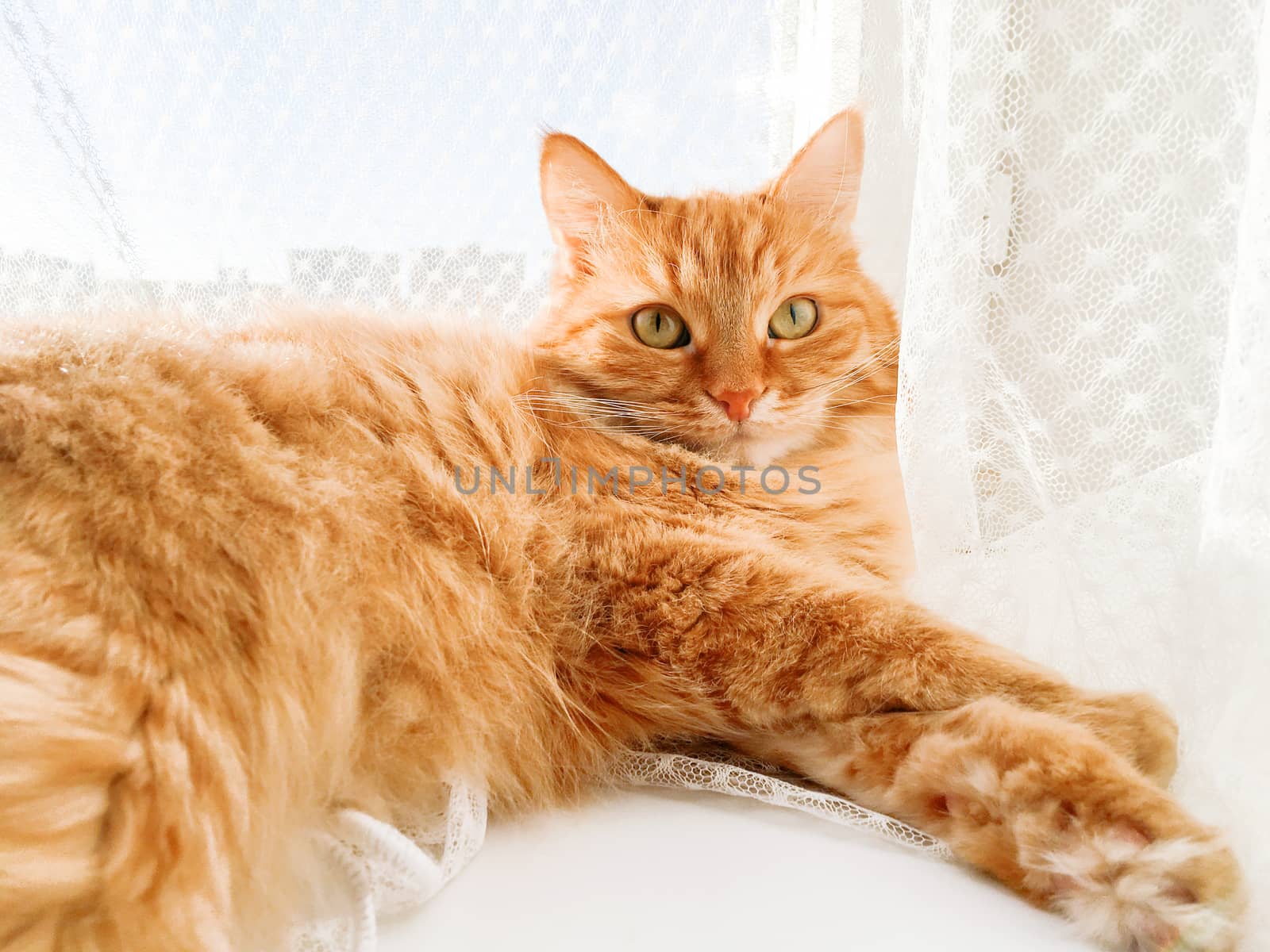 Cute ginger cat lying on window sill with tulle curtain. Fluffy pet is staring with curiosity. Sunny day in cozy home.