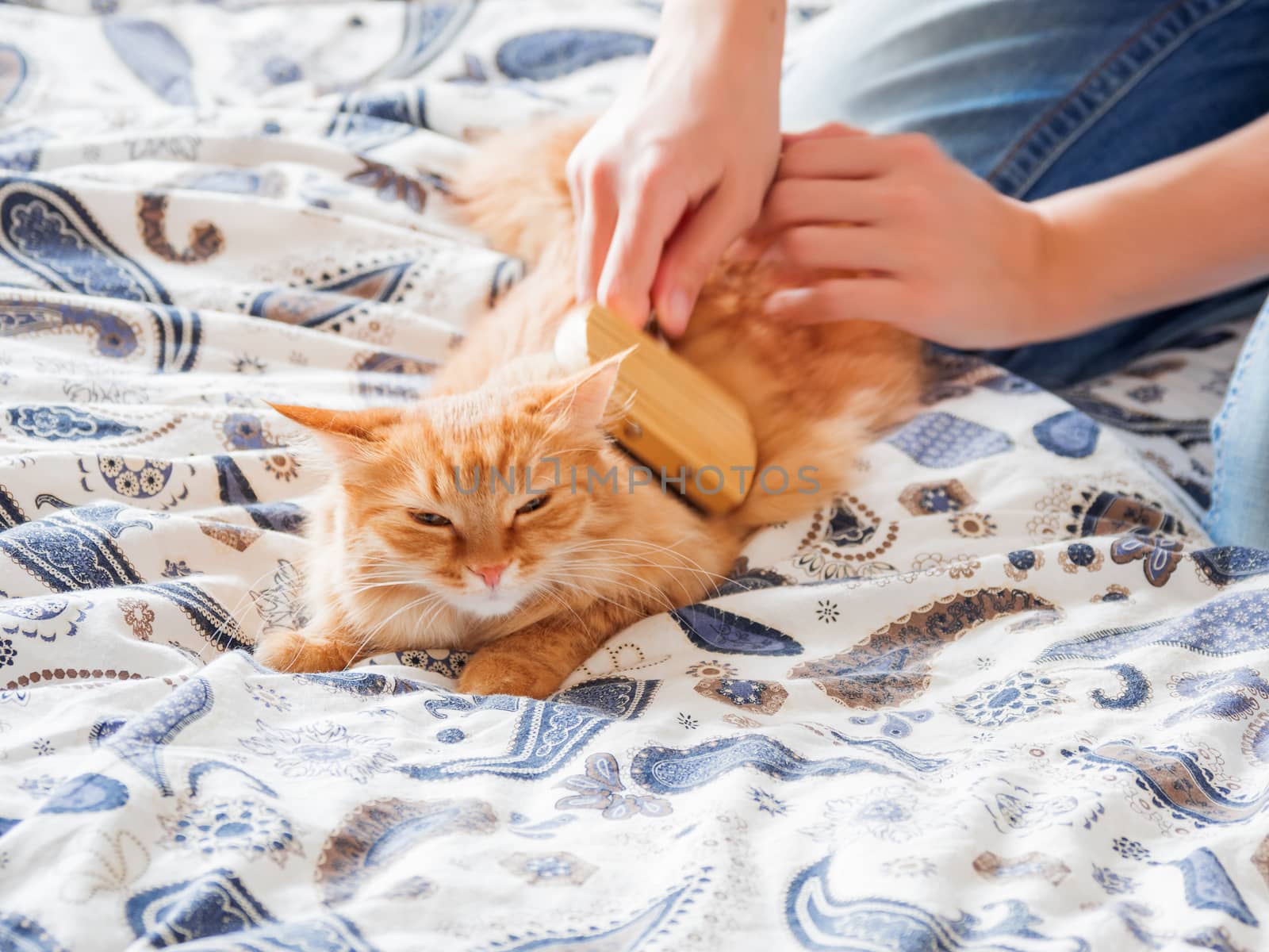 Woman combs a dozing ginger cat fur. Fluffy pet comfortably settled to sleep. Cute cozy background, morning bedtime at home.