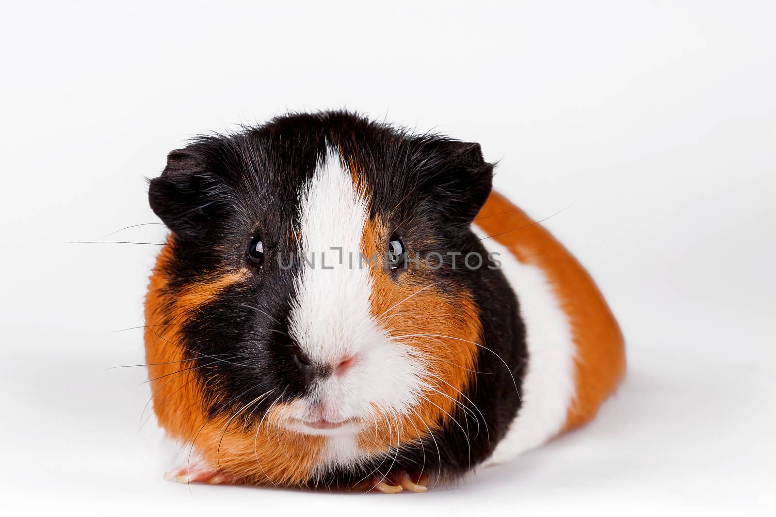 Three-coloured Guinea pig sits on a white background.