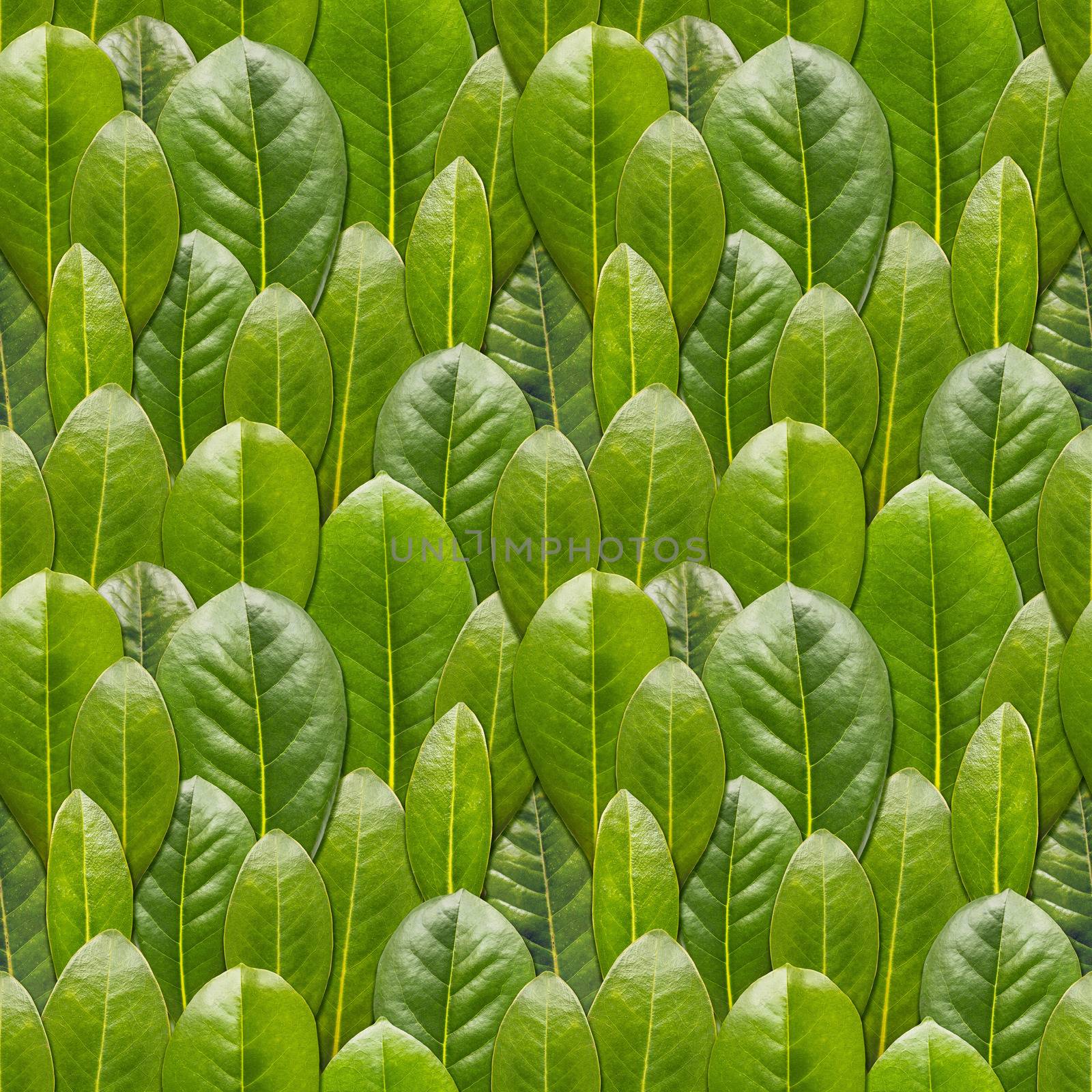 Seamless pattern made of photos of fresh green leaves. Natural background with scattered plants.