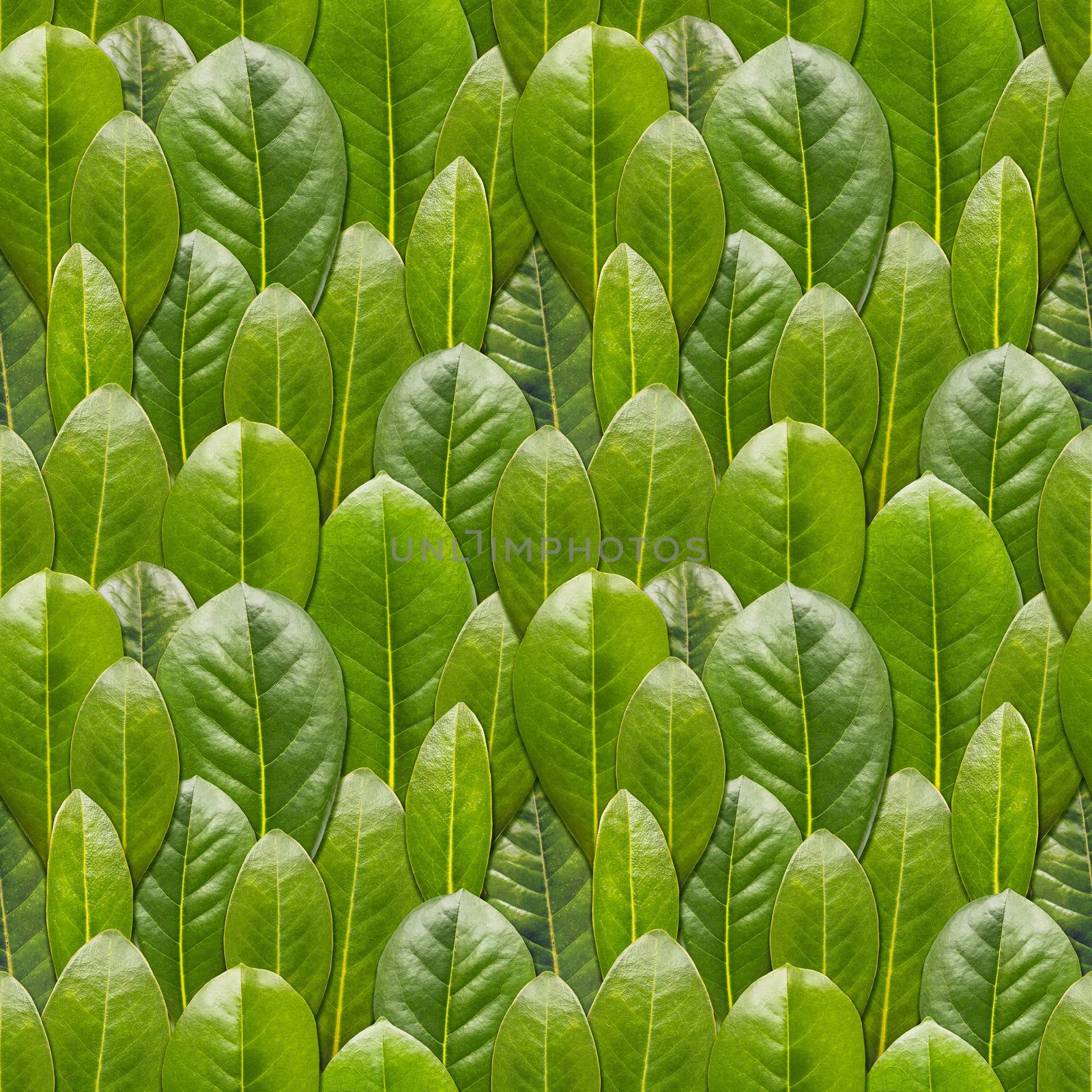 Seamless pattern made of photos of fresh green leaves. Natural background with scattered plants.