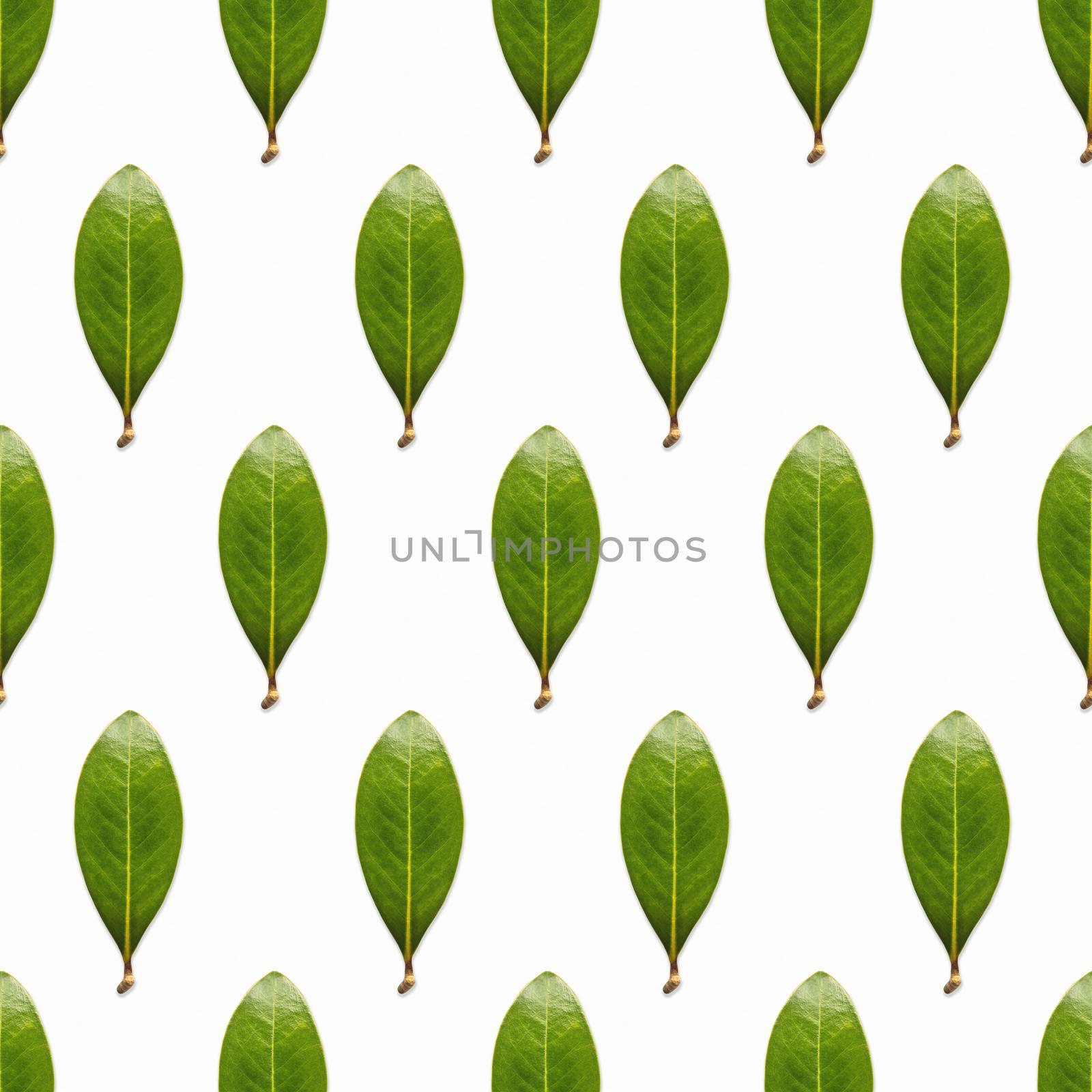 Seamless pattern made of photos of fresh green leaves. Natural background with scattered plants.