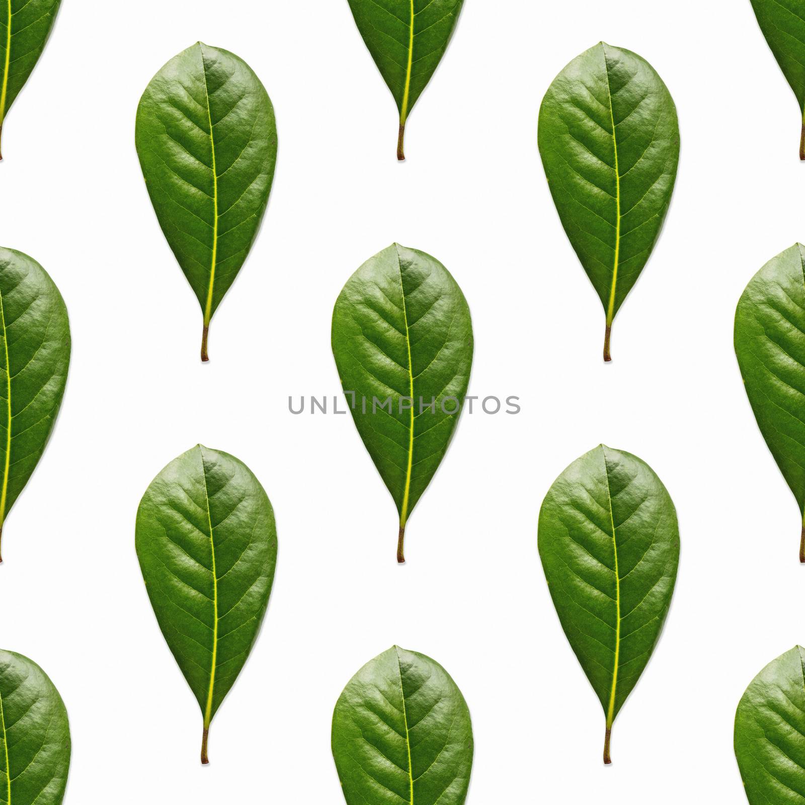 Seamless pattern made of photos of fresh green leaves. Natural background with scattered plants.