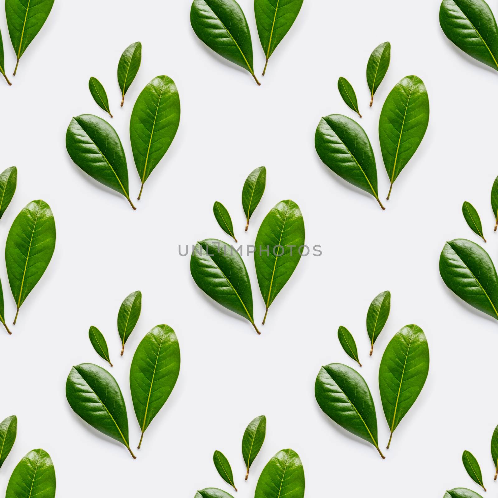 Seamless photo pattern with fresh green leaves on white background.