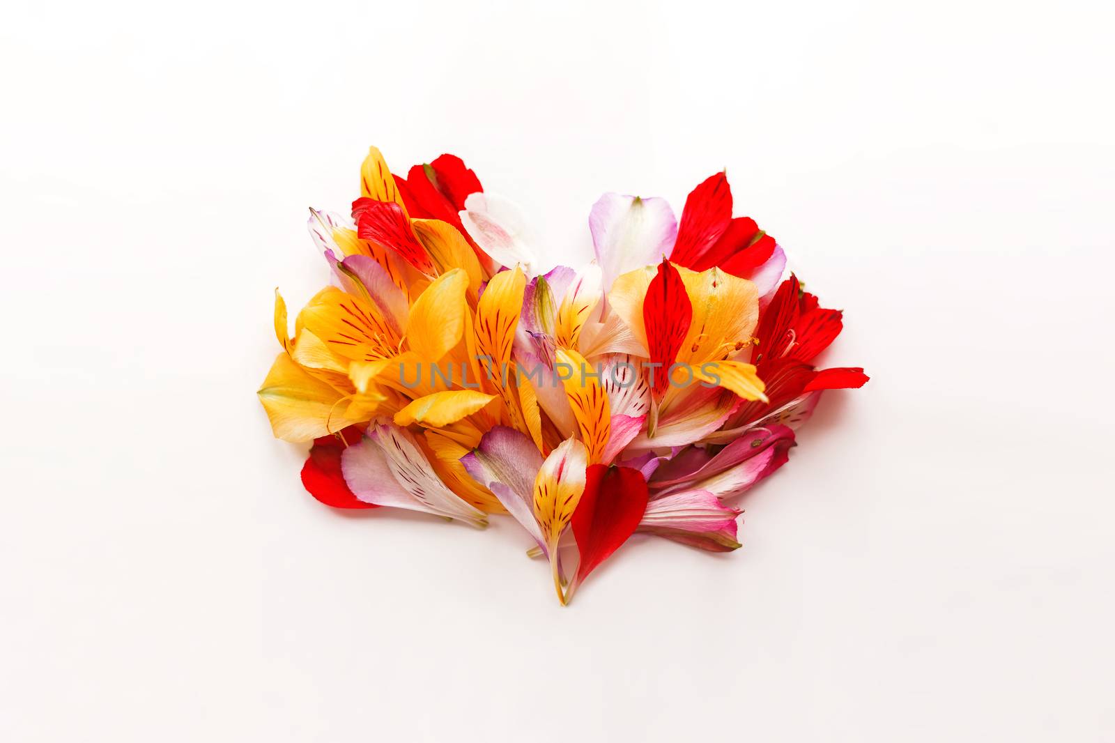 Flower petals in shape of heart on white background, symbol of love and romance. Spring floral natural background.