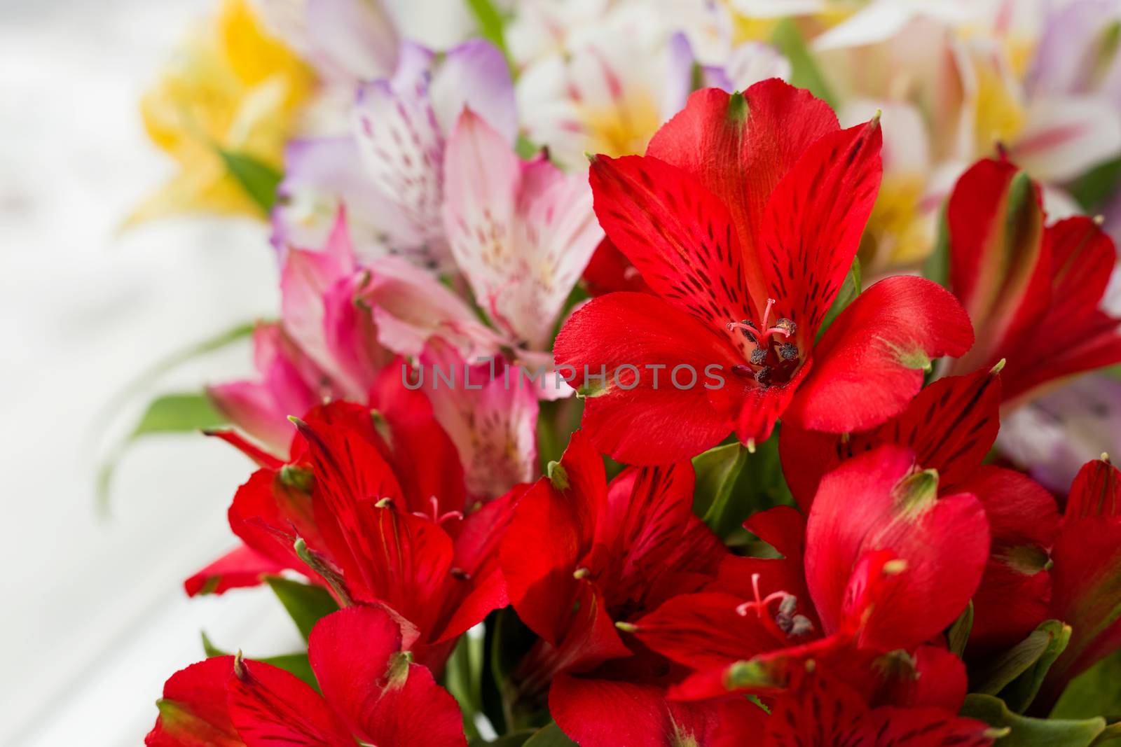 Alstroemeria bouquet. Close up. Natural spring background. Colorful flowers at daylight.