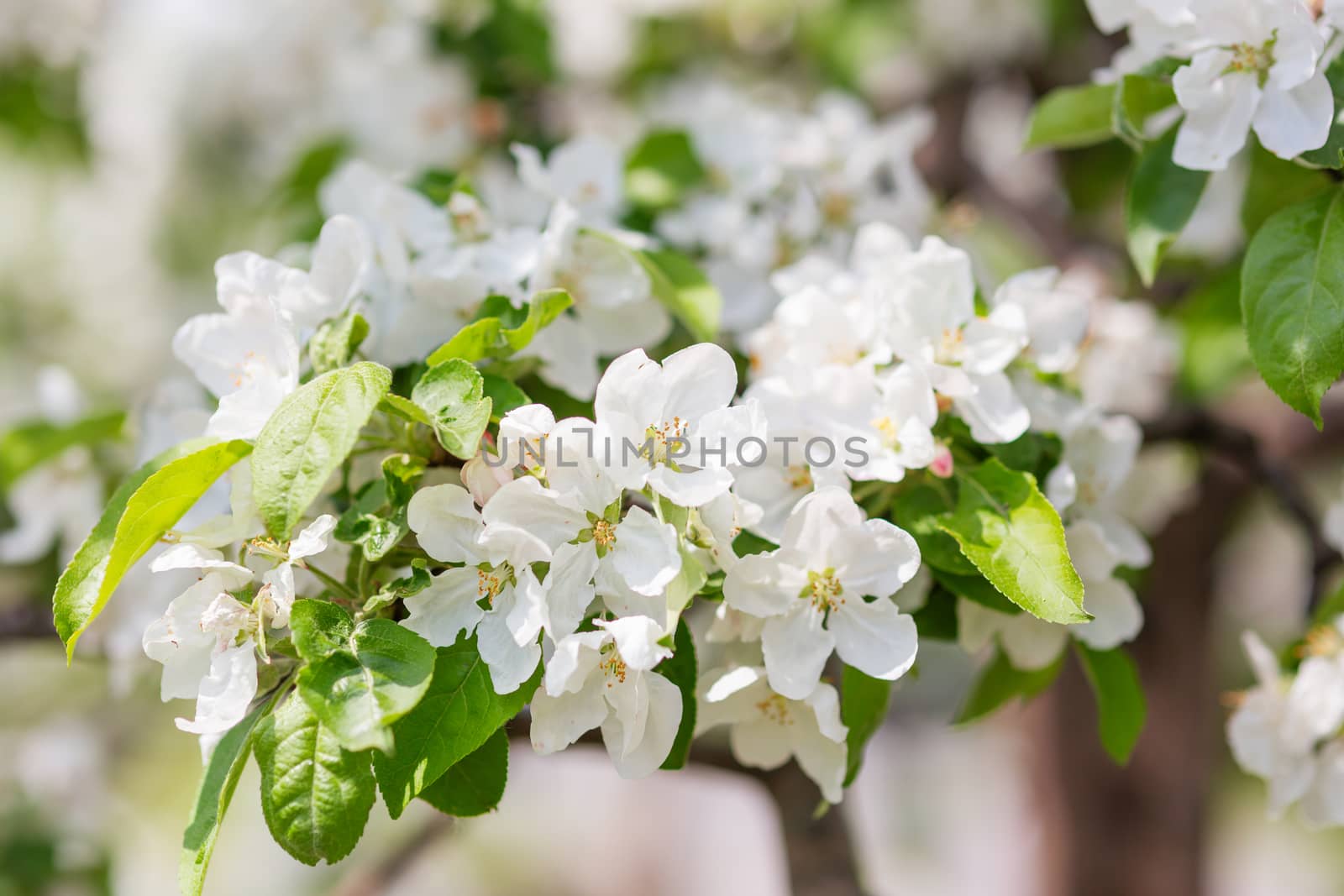 Natural spring background with blooming apple tree. Beautiful flowers in sunny day.