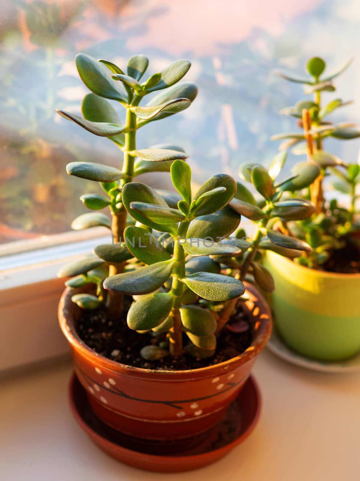 Crassula plant on window sill. Sunny day in cozy home.