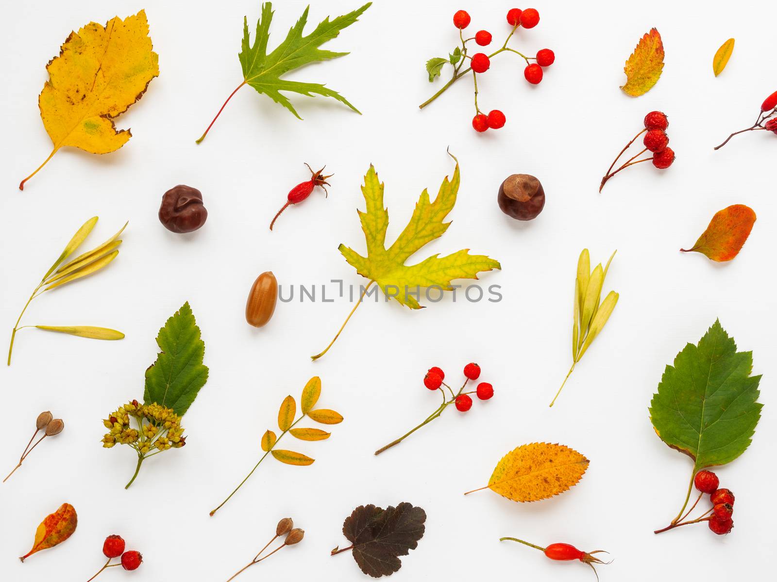 Fall background made of fallen leaves and berries on white backdrop. Autumn plants pattern.