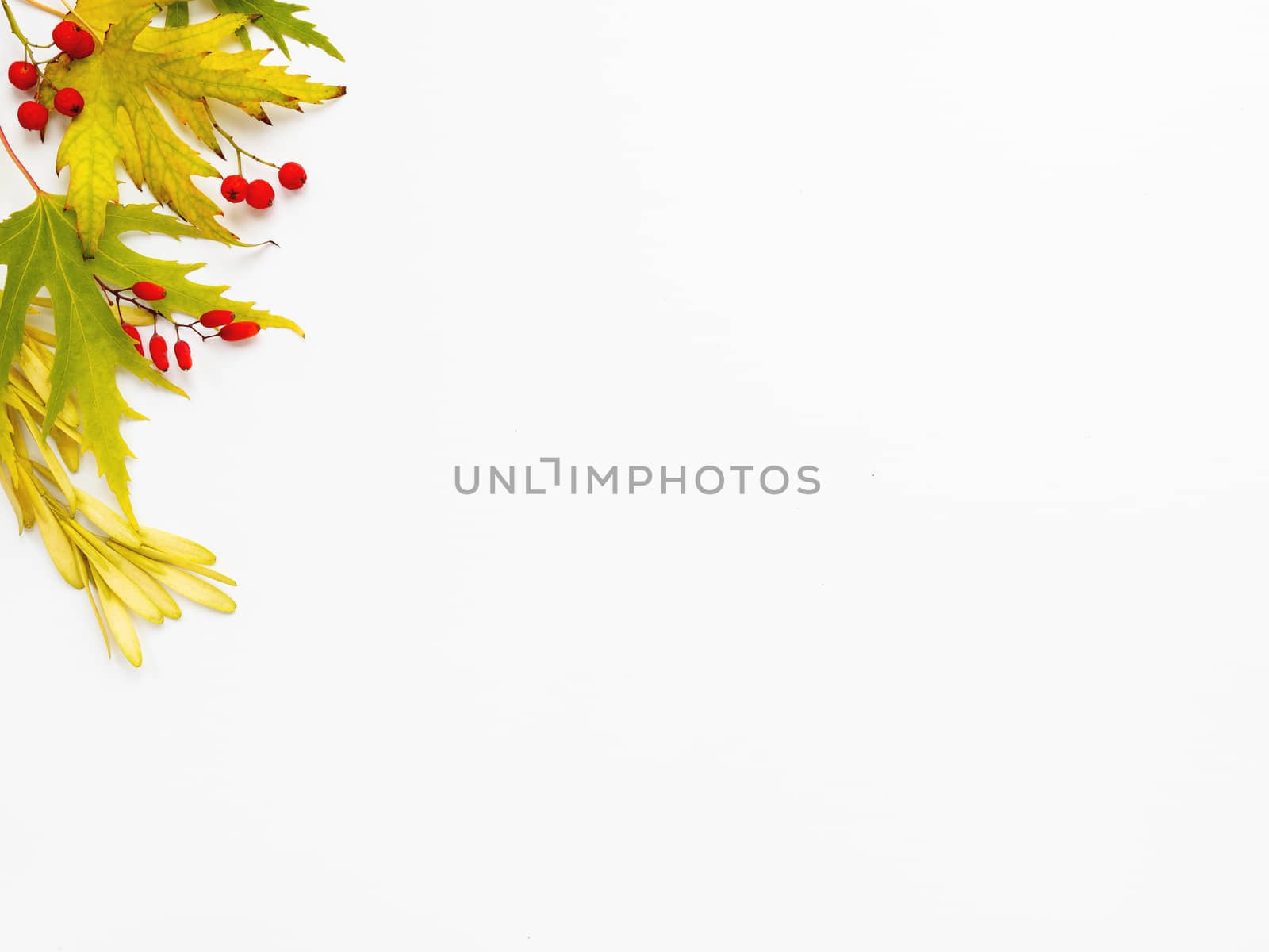 Fallen leaves and berries on white backdrop. Autumn background with copy space.