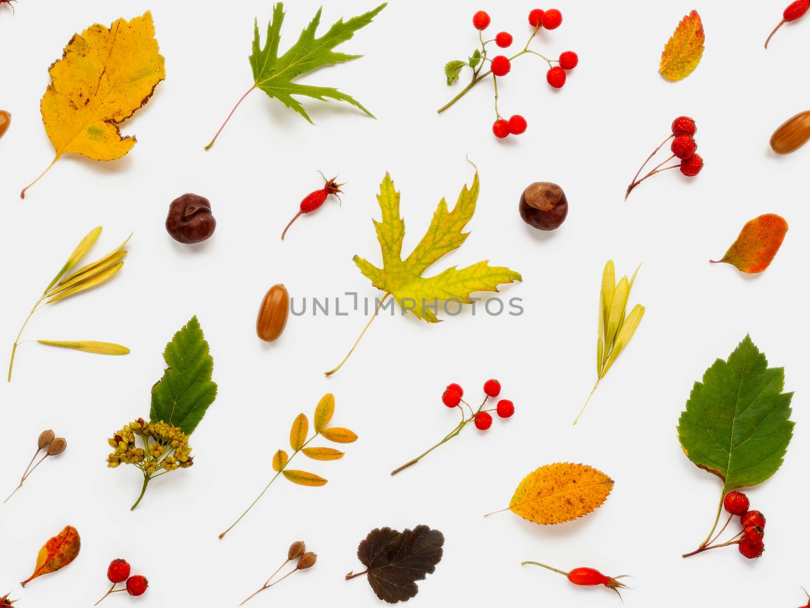 Seamless pattern made of fallen leaves and berries on white backdrop. Autumn plants background.