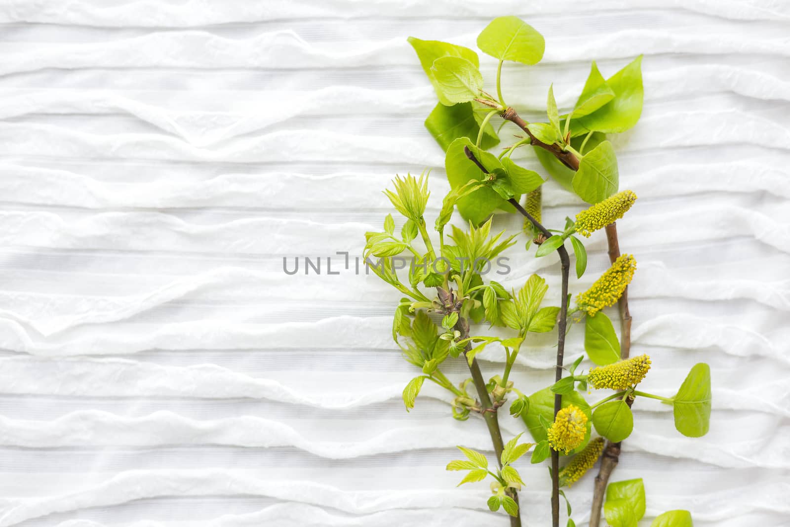First spring leaves on white fabric background. Tree branches with place for text.