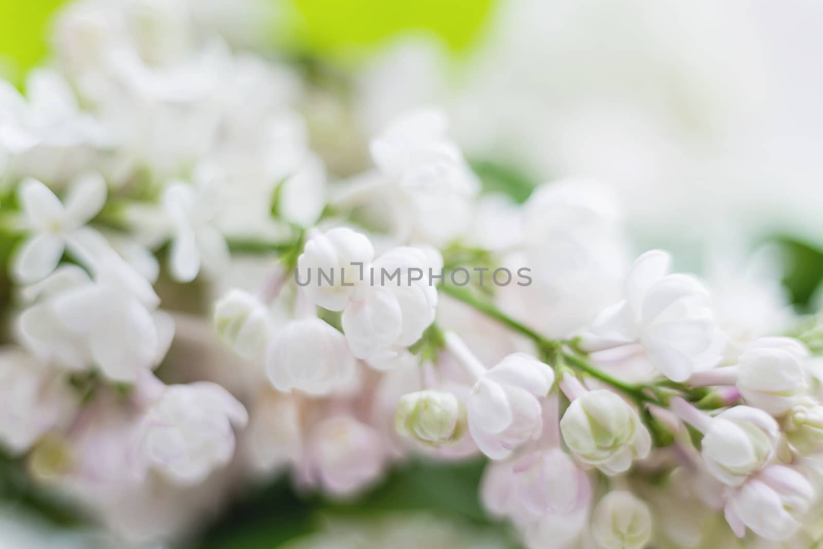 Lilac (Syringa) flowers. Spring background with white and violet flowers.