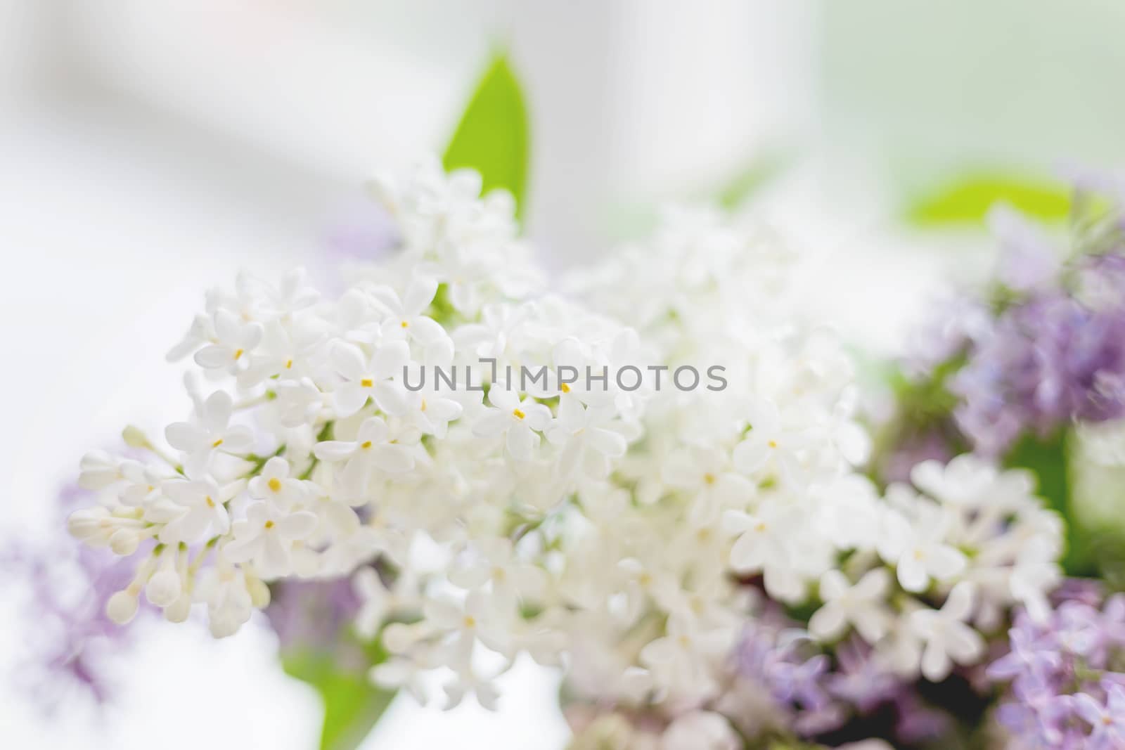 Lilac (Syringa) flowers. Spring background with white and violet flowers.