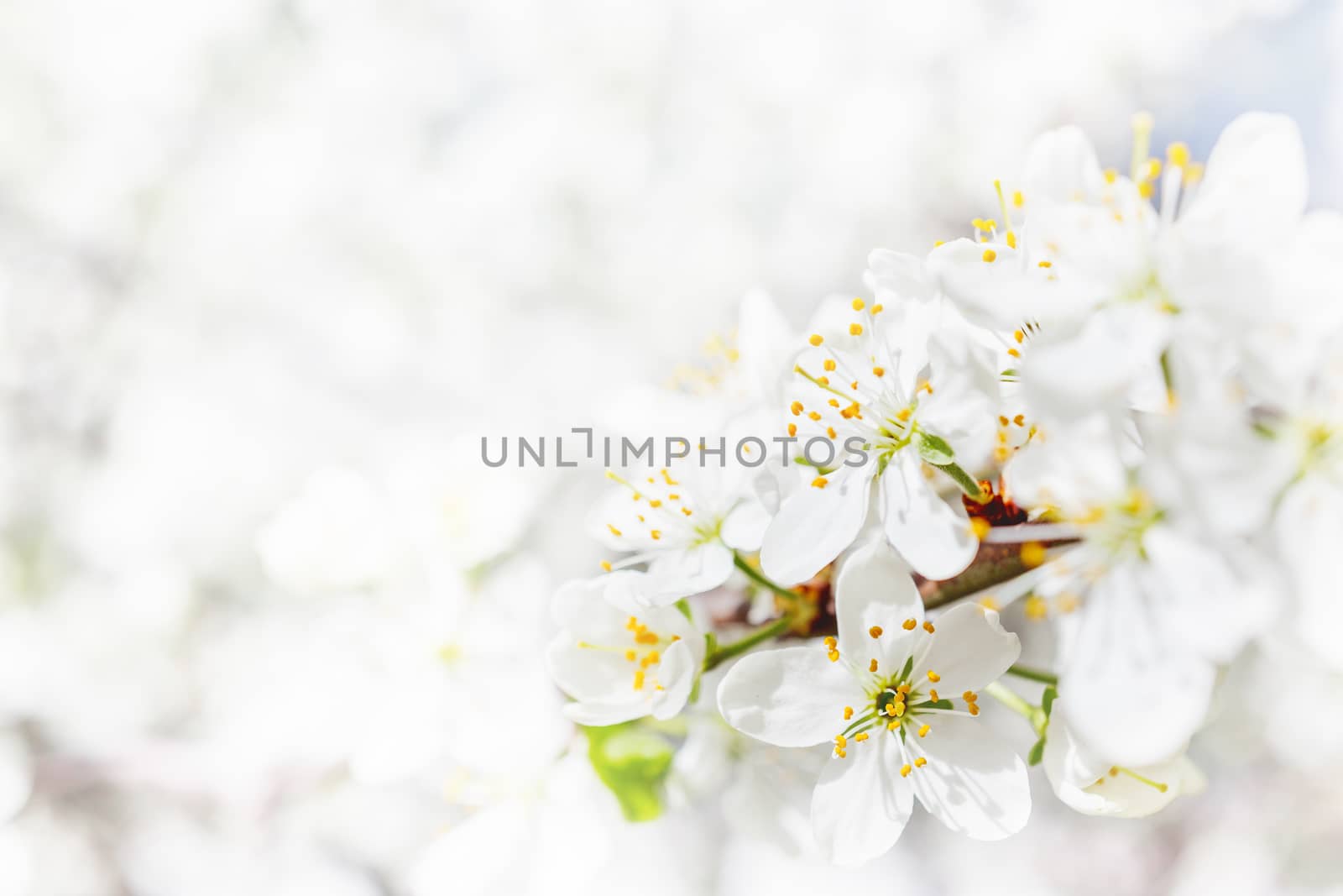 Natural spring background with cherry flowers.