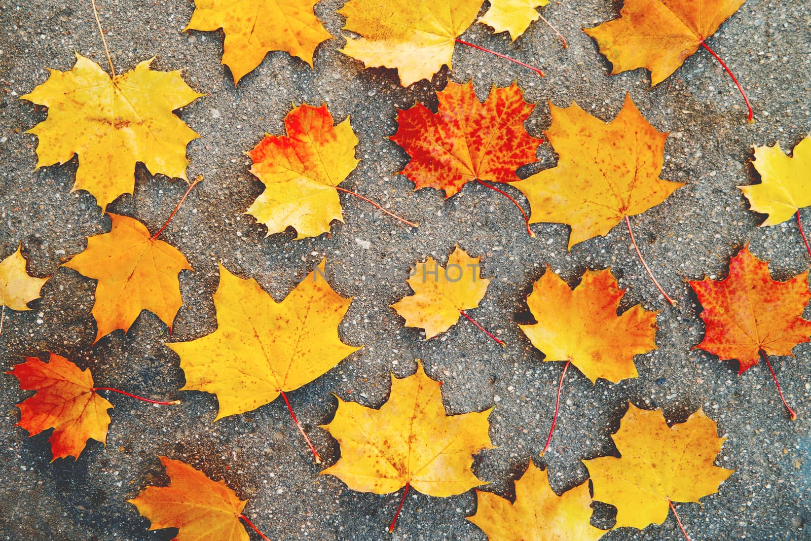 Bright yellow and orange maple leaves lying on the asphalt pavement. Autumn natural background. Flat lay, top view.