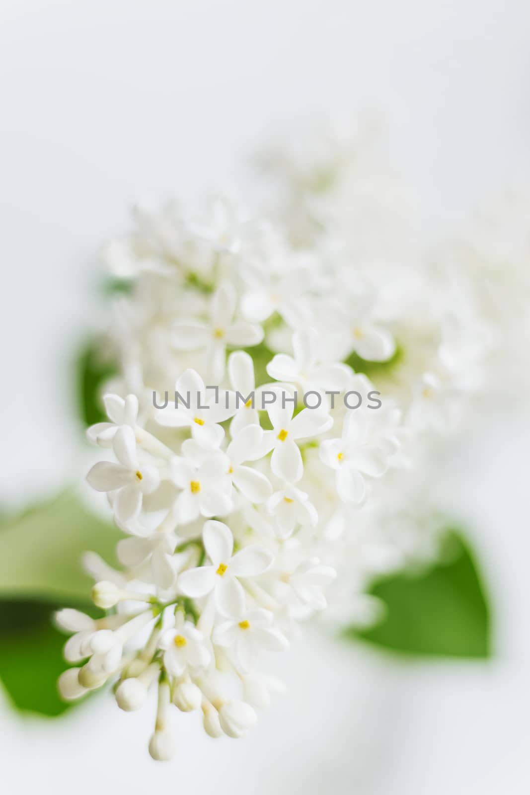 Lilac (Syringa) flowers on white background. Place for text. Soft focus.