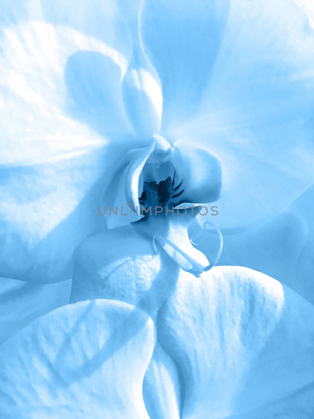 Beautiful blooming white Orchid Phalaenopsis. Macrophotography. Classic blue color tone.