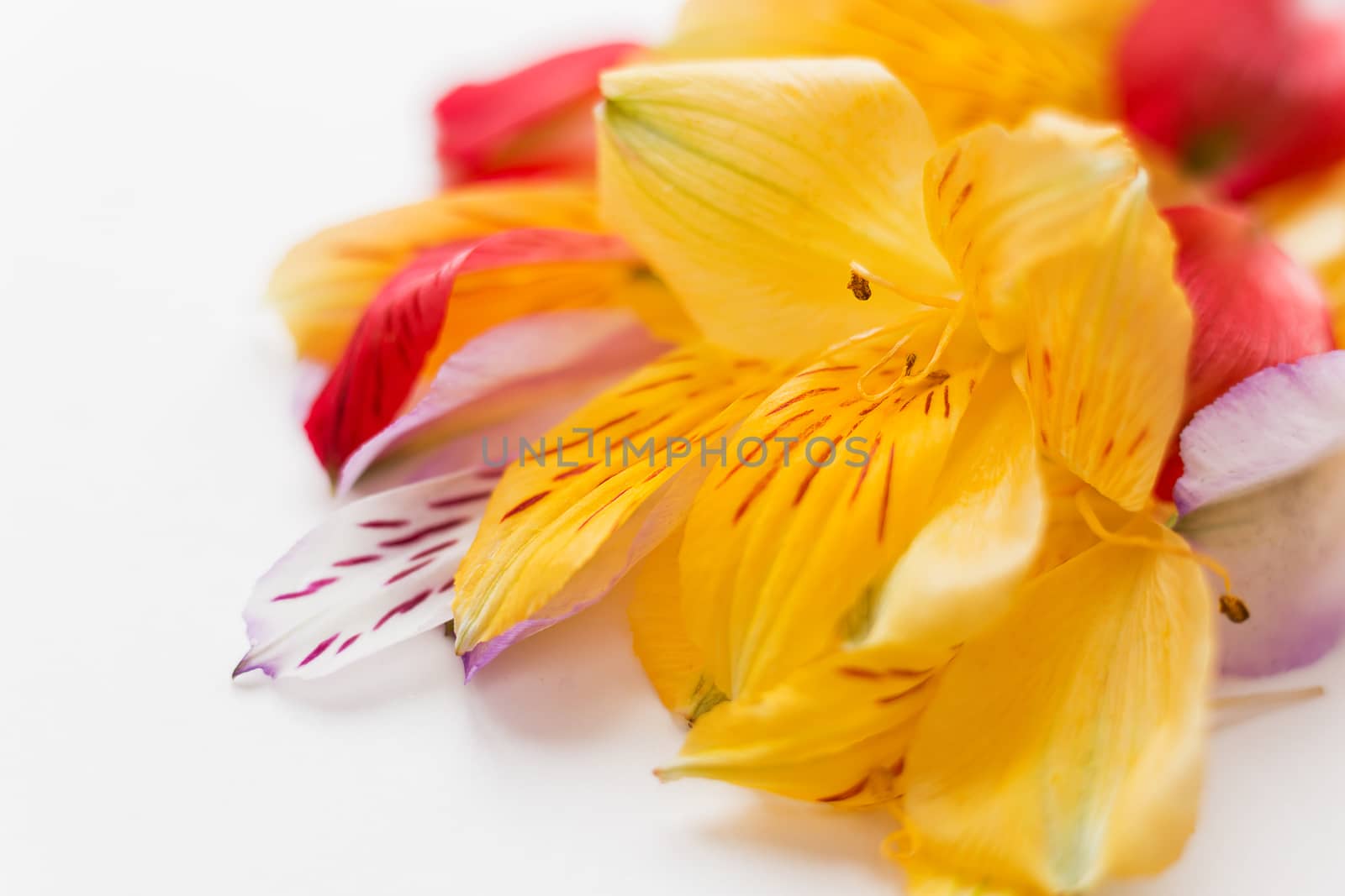 White background with colorful flower petals. Natural floral background. Place for text.