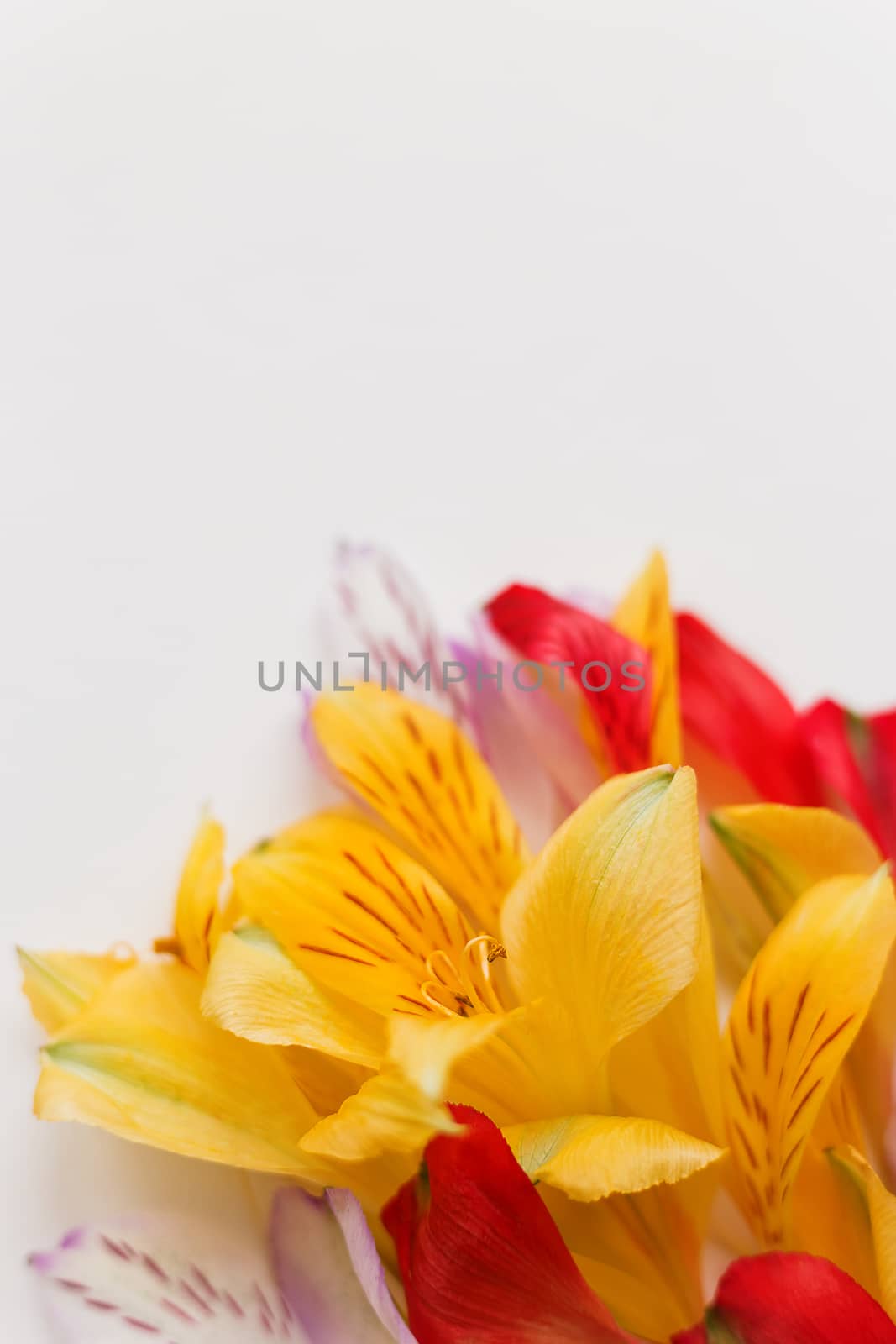White background with colorful flower petals. Natural floral background. Place for text.