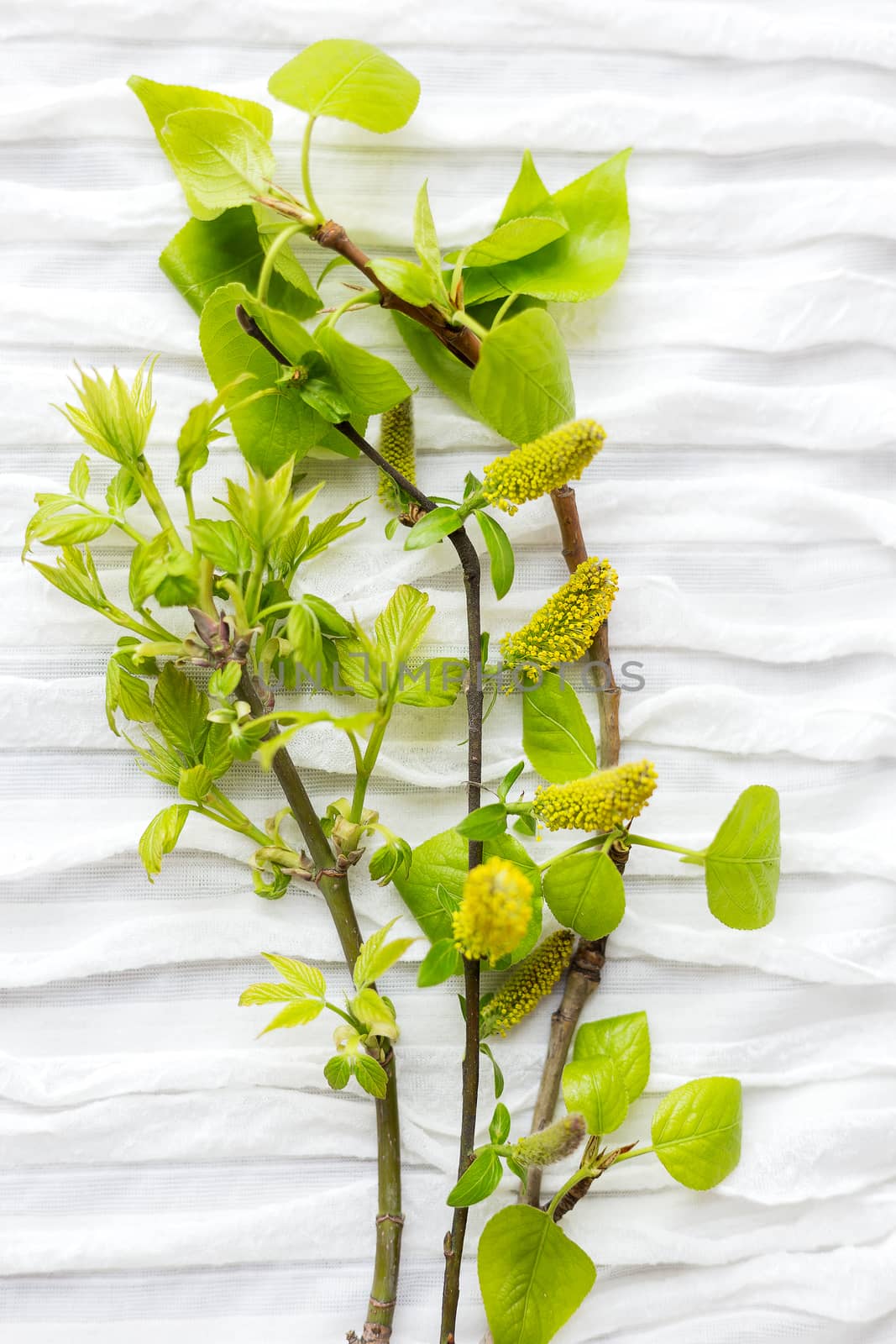 First spring leaves on white fabric background. Tree branches with place for text.