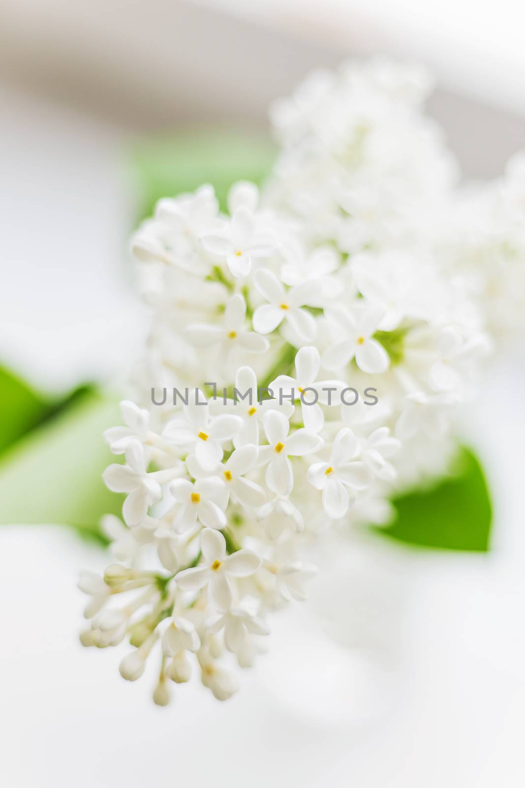Lilac (Syringa) flowers on white background. Place for text.