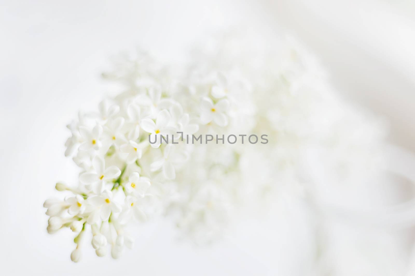 Lilac (Syringa) flowers on white background. Place for text.