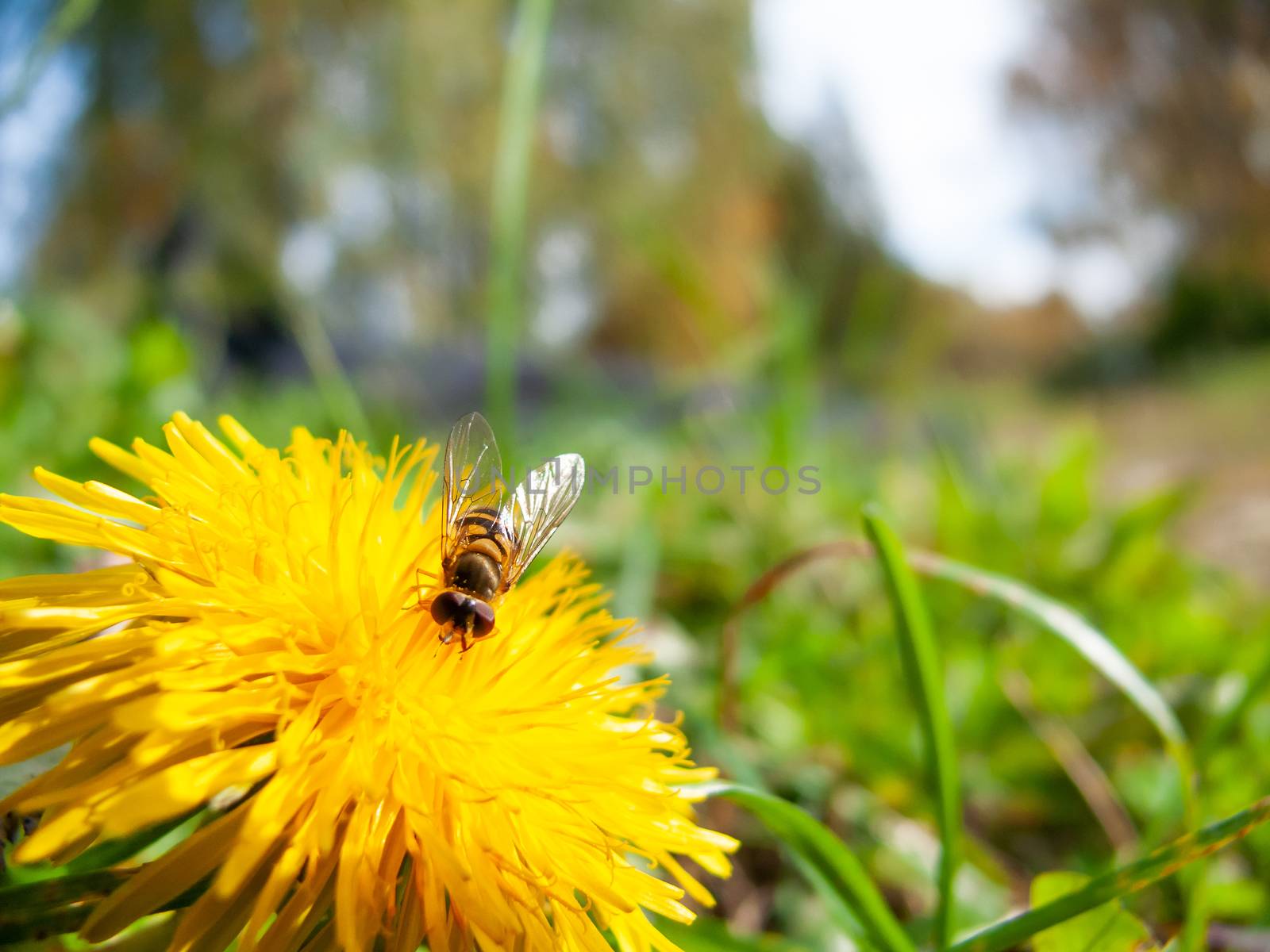 Bee collect pollen on dandelion. Natural summer background with insect and bright yellow flower.