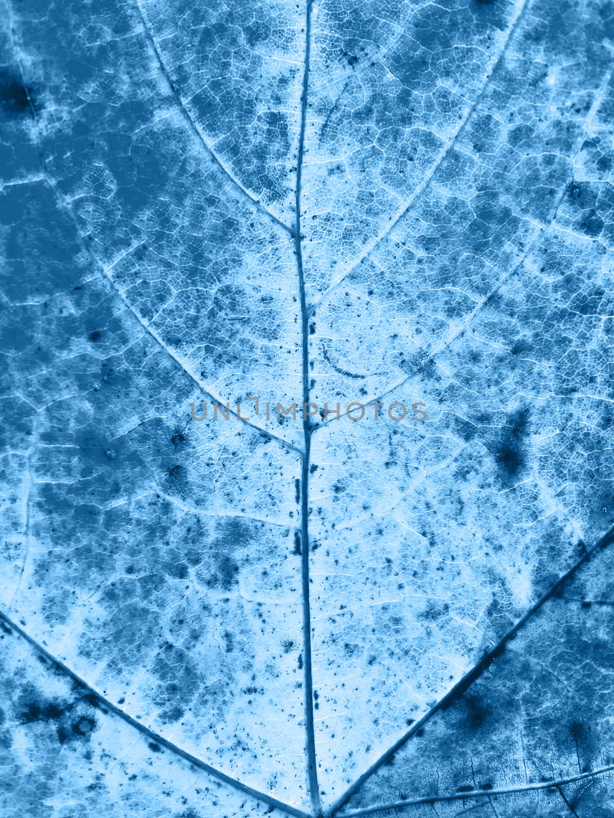 Close up photo of maple leaf. Macrophotography. Classic blue tone.
