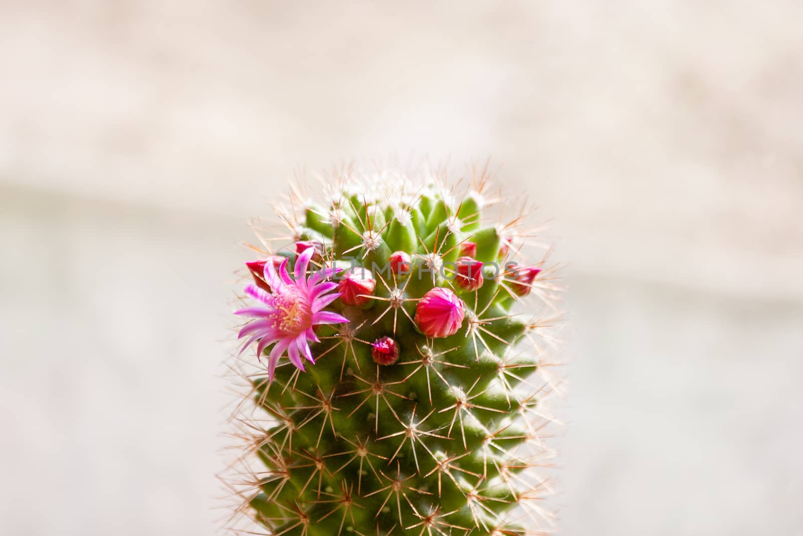 Blooming cactus near window. Bright pink flowers on prickly plant.