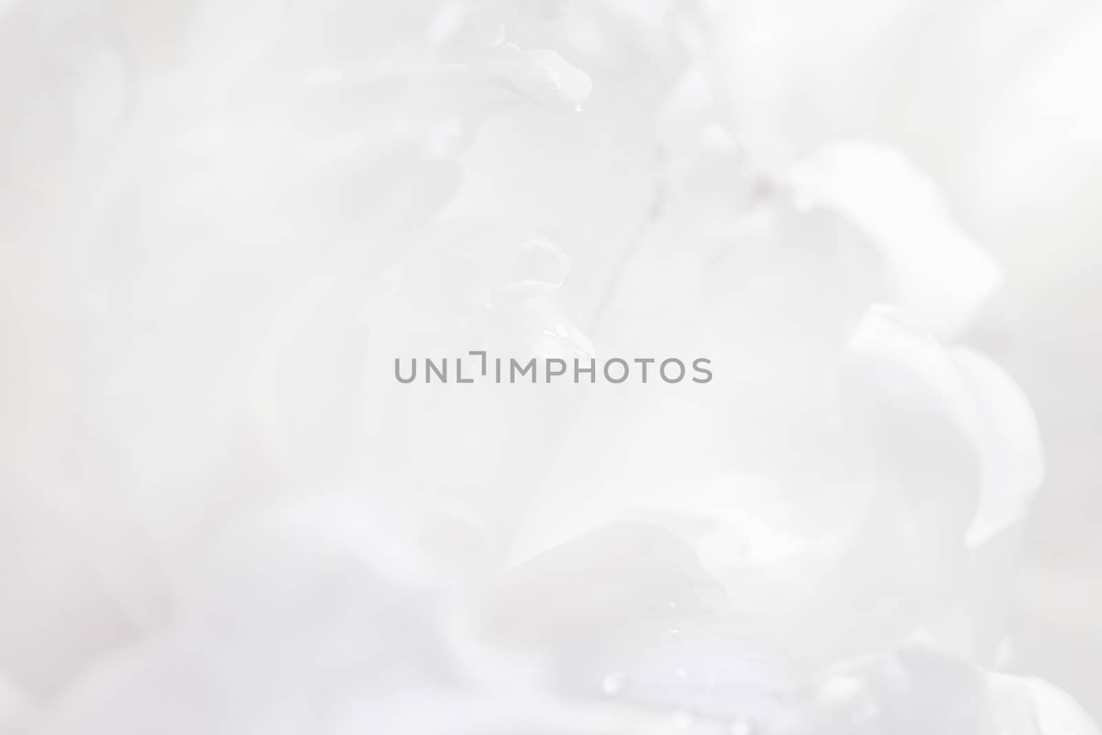 Graceful pastel peony background, great for greeting, valentine's day cards, wedding invitations, etc.