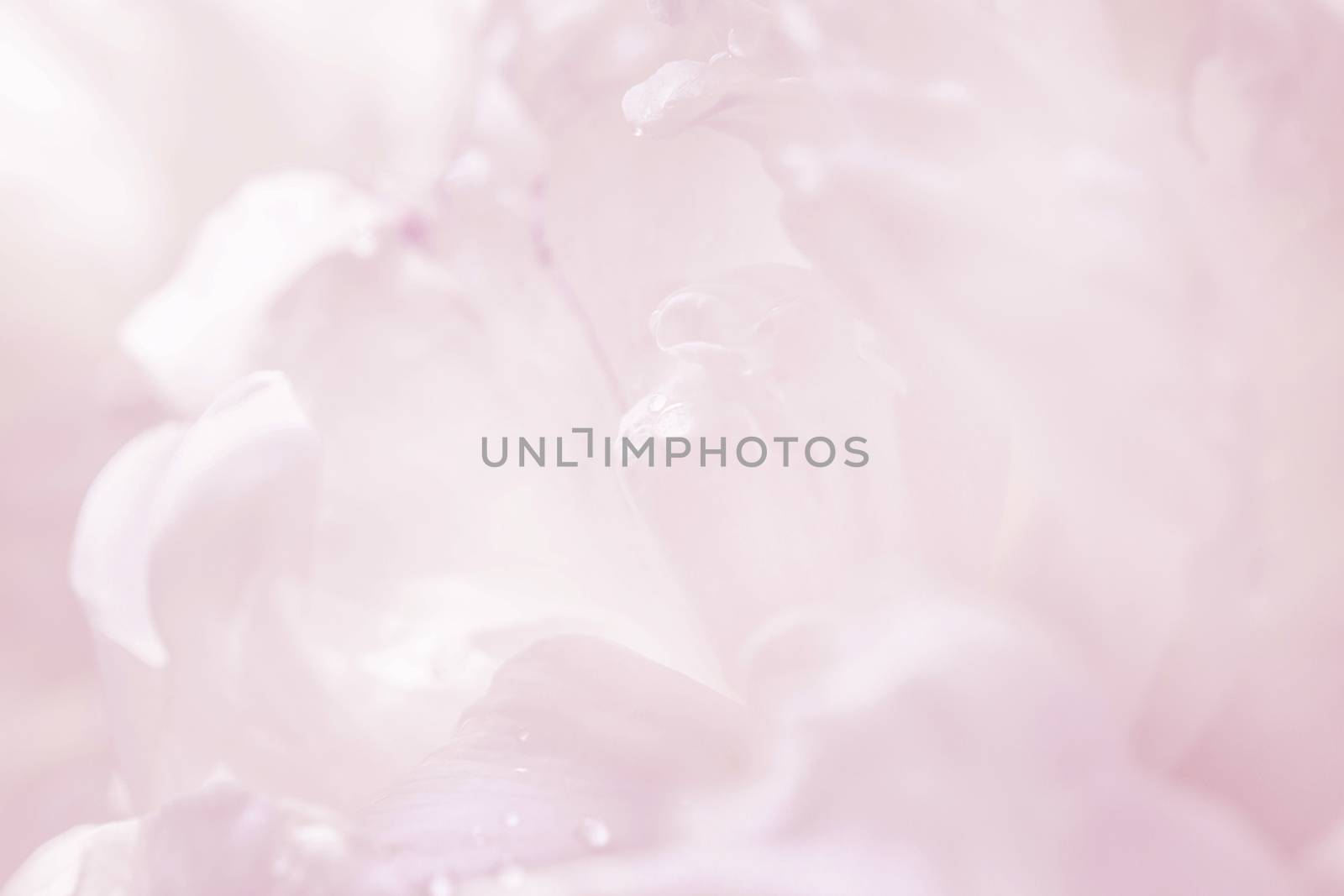 Graceful pastel pink peony background, great for greeting, valentine's day cards, wedding invitations, etc.