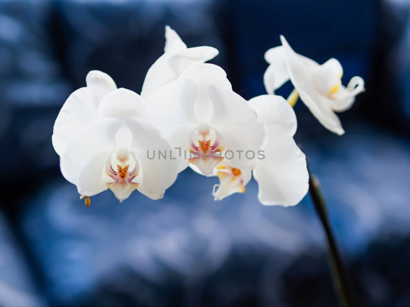 Beautiful blooming white Orchid Phalaenopsis on dark blue background.
