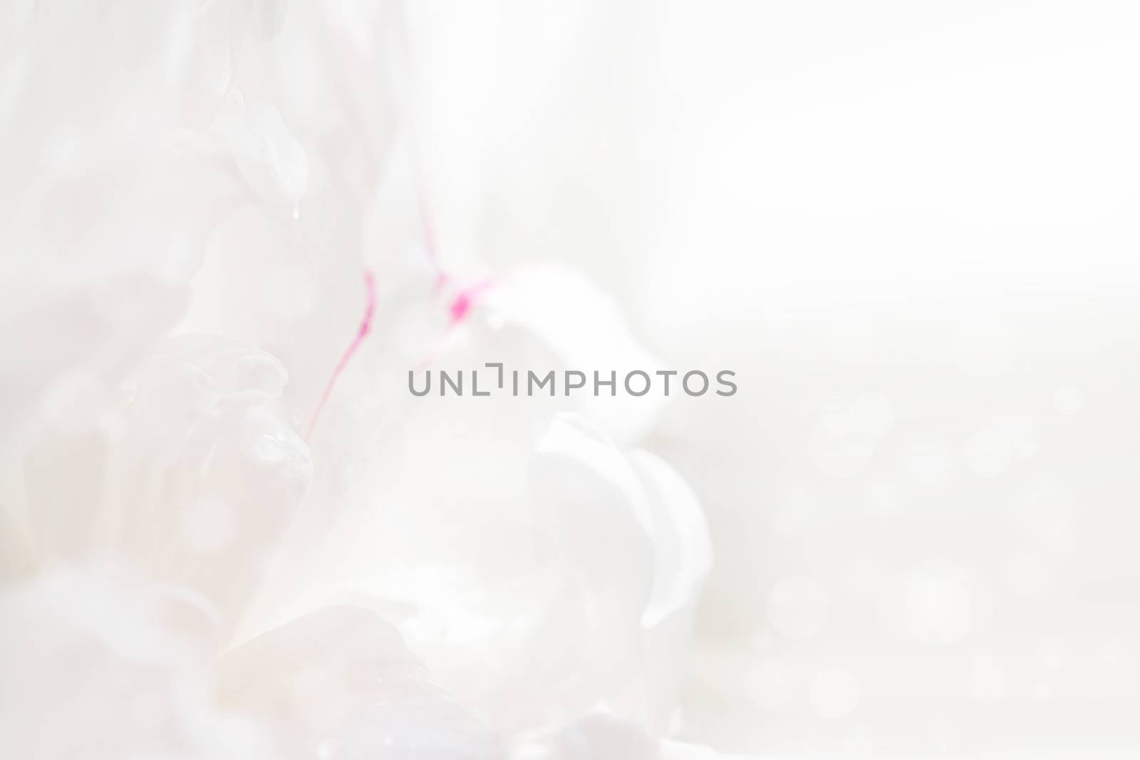 Graceful pastel peony background, great for greeting, valentine's day cards, wedding invitations, etc.