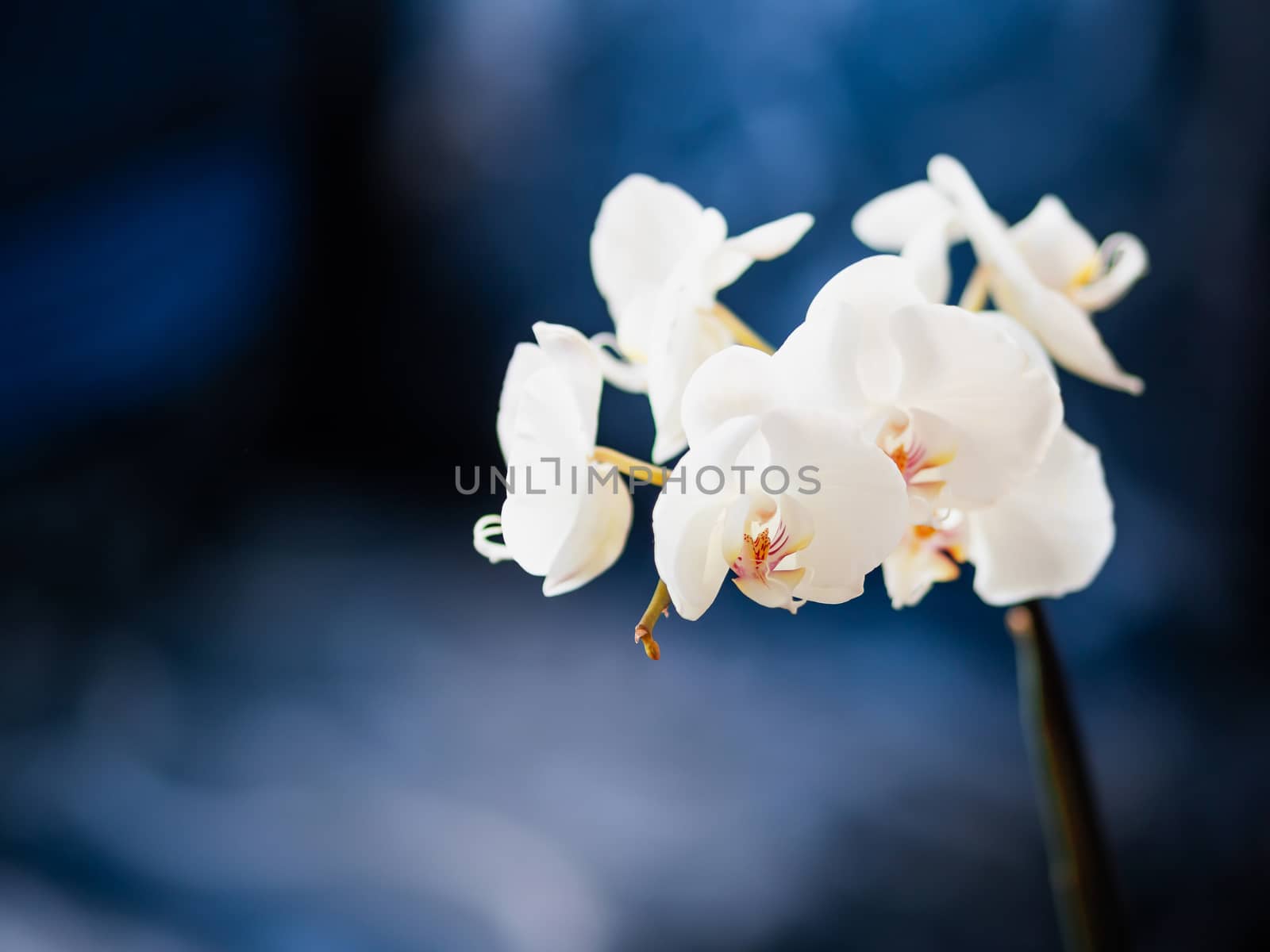 Beautiful blooming white Orchid Phalaenopsis on dark blue background.