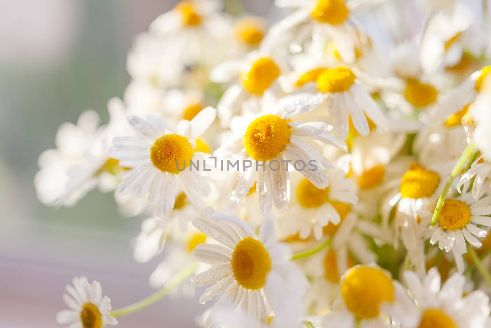 Bouquet of camomiles at sunlight. Cozy summer morning at home. Natural cute background.