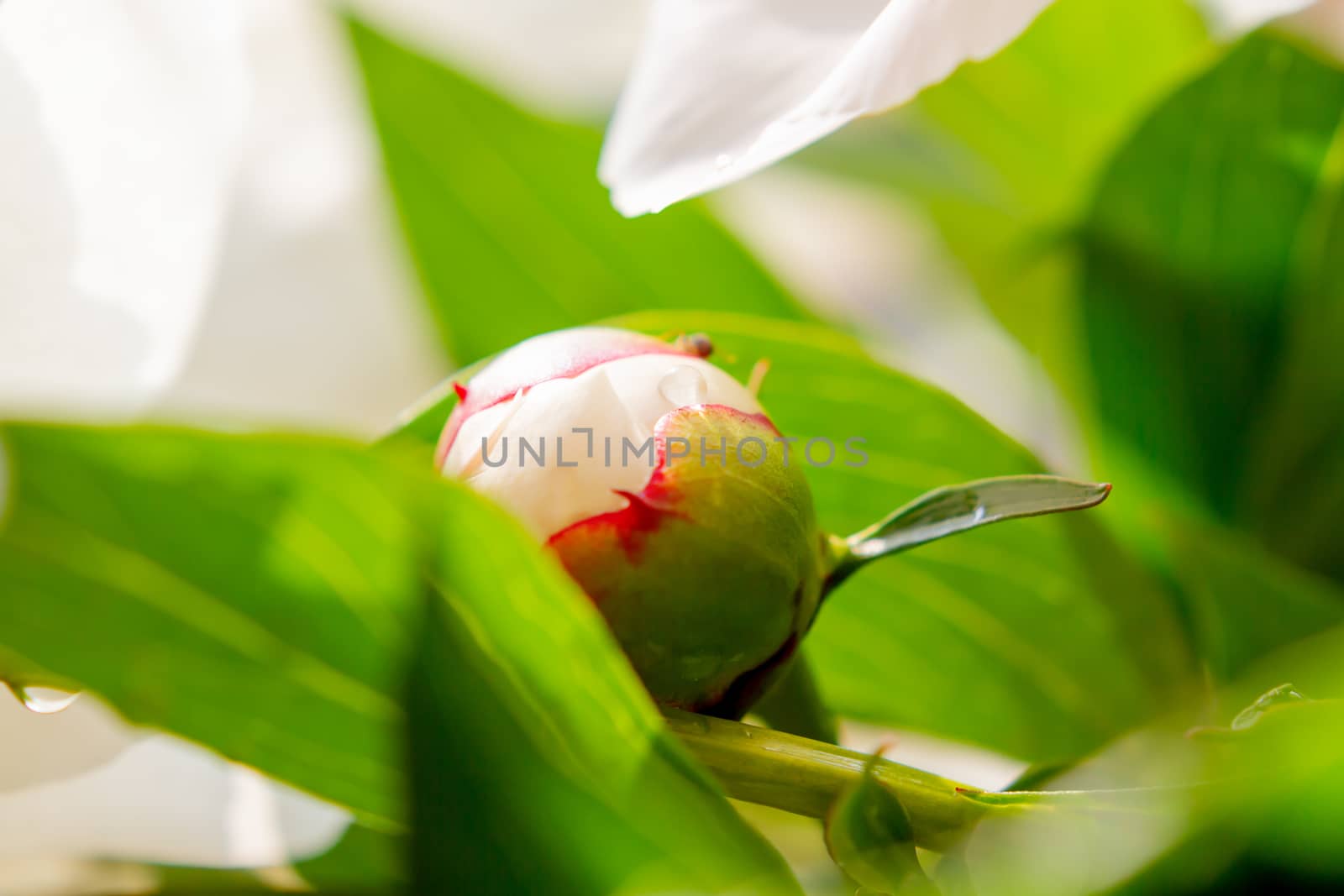 Beautiful peony bud with morning dew. Natural background with blooming flower.