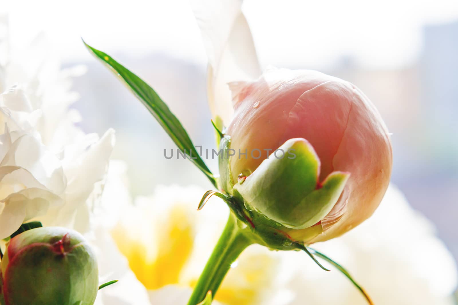 Beautiful peony bud with morning dew. Natural background with blooming flower.