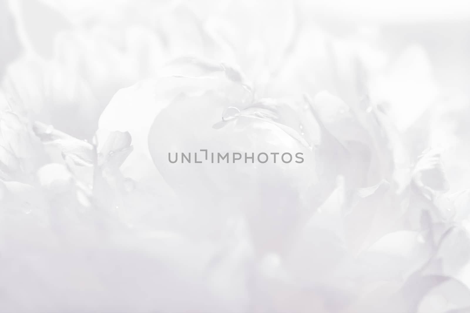 Graceful pastel peony background, great for greeting, valentine's day cards, wedding invitations, etc.