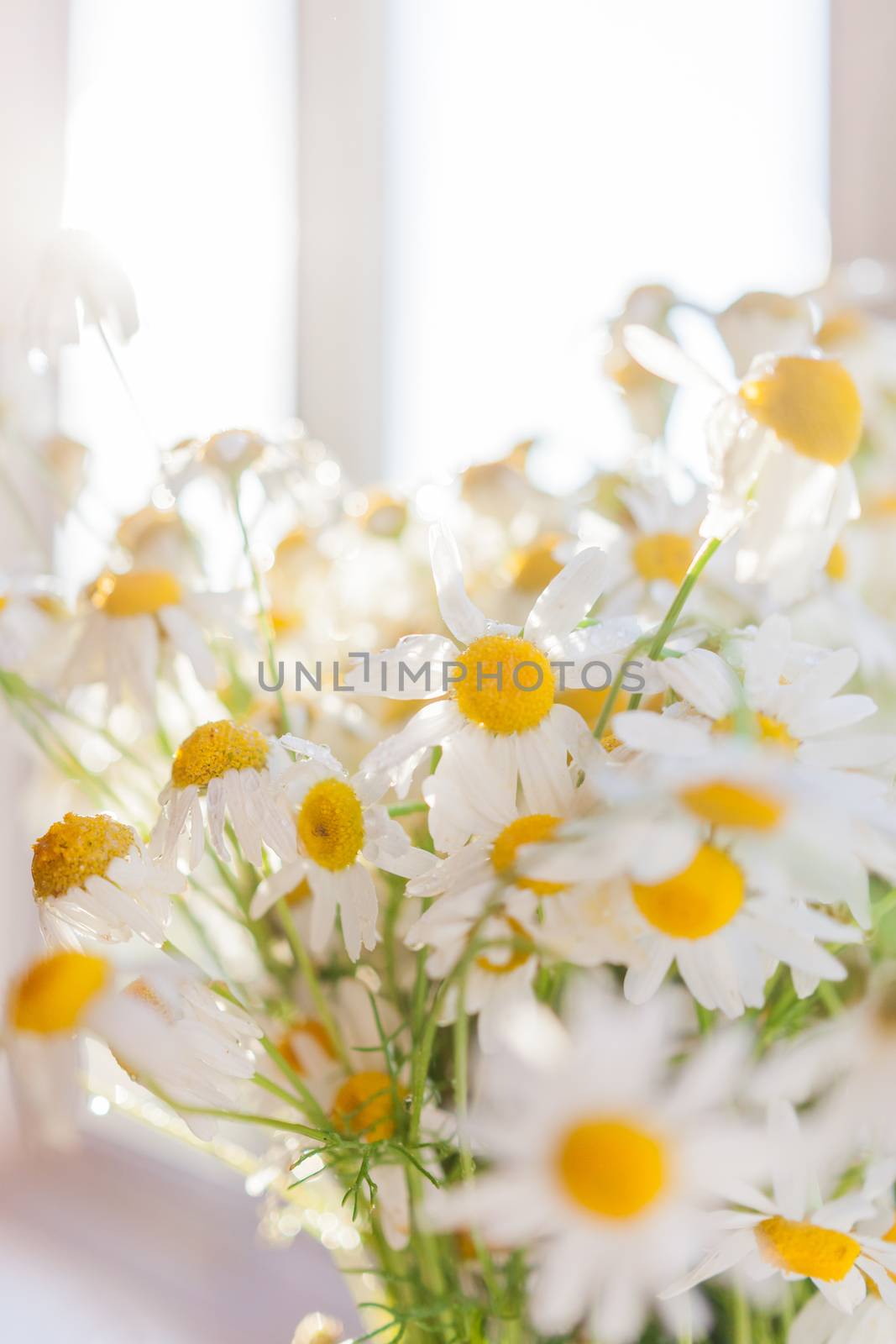 Bouquet of camomila flowers at sunlight. Cozy summer morning at home.