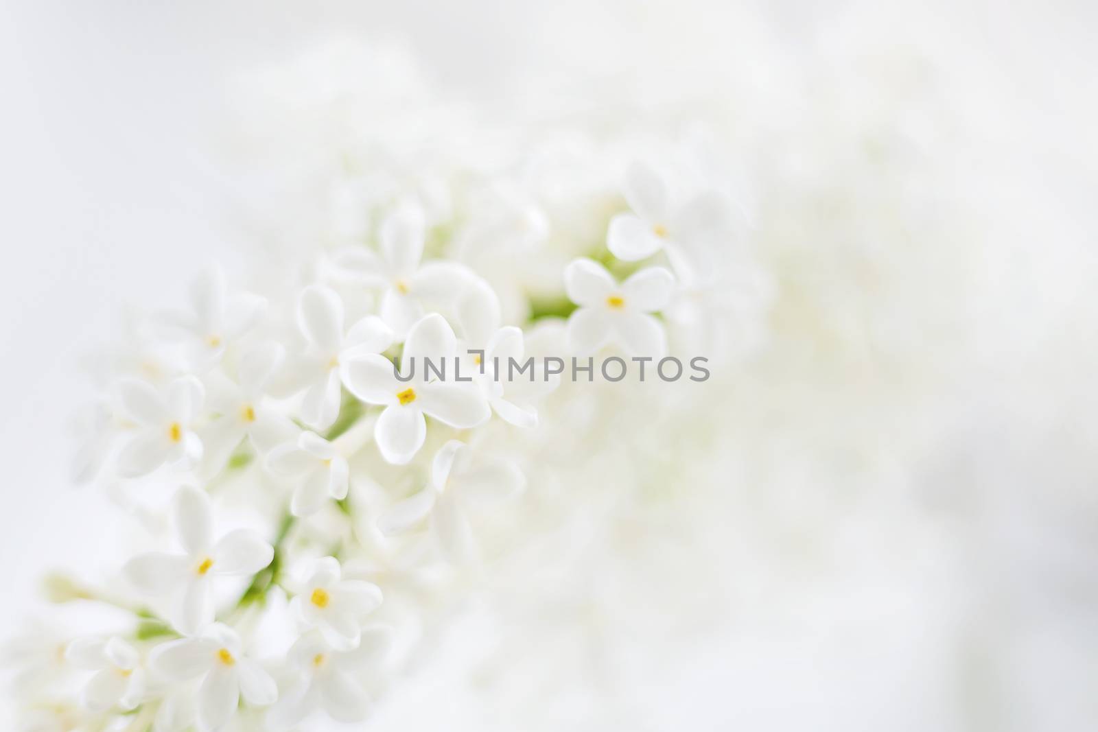 Lilac (Syringa) flowers on white background. Place for text.