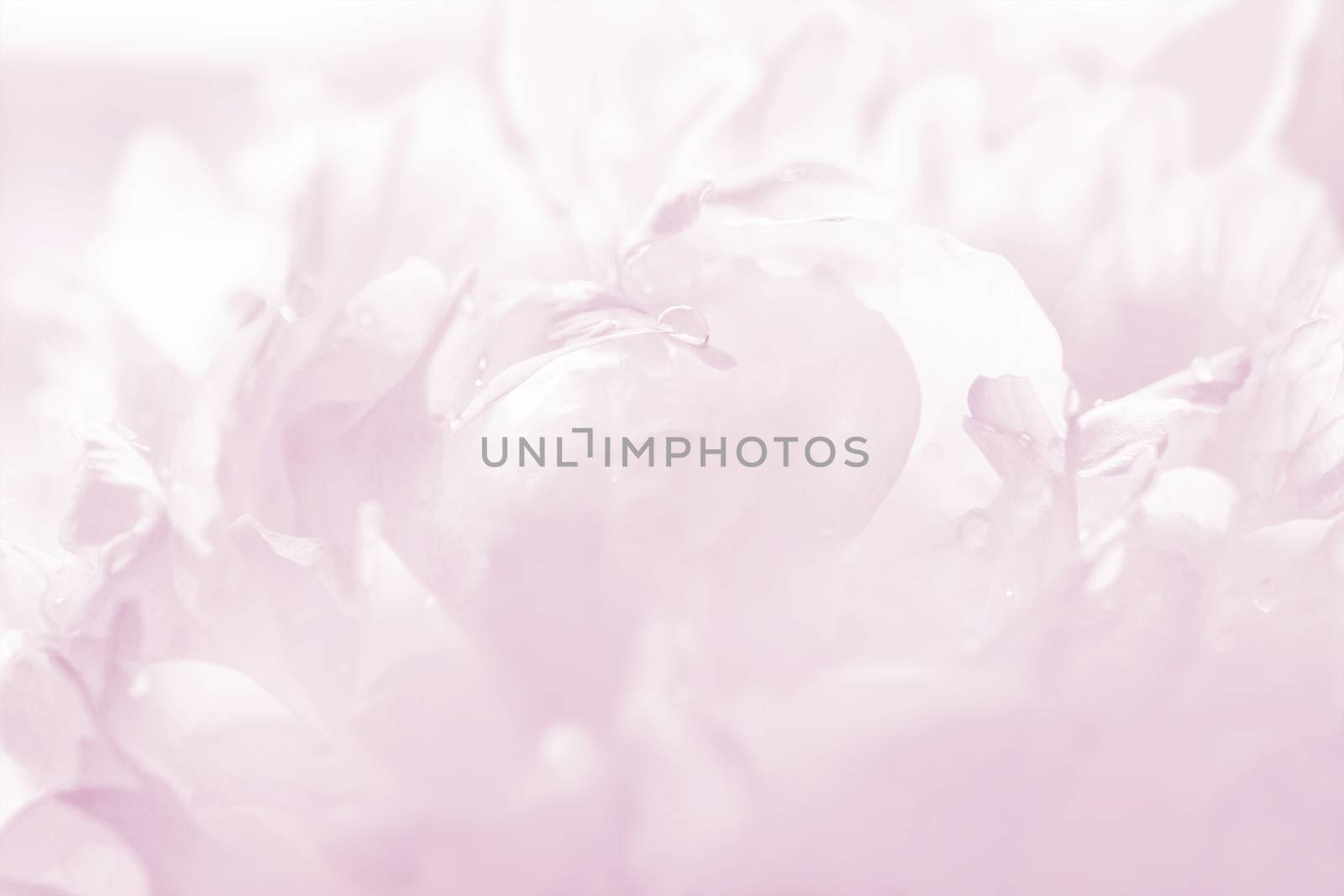 Graceful pastel pink peony background, great for greeting, valentine's day cards, wedding invitations, etc.