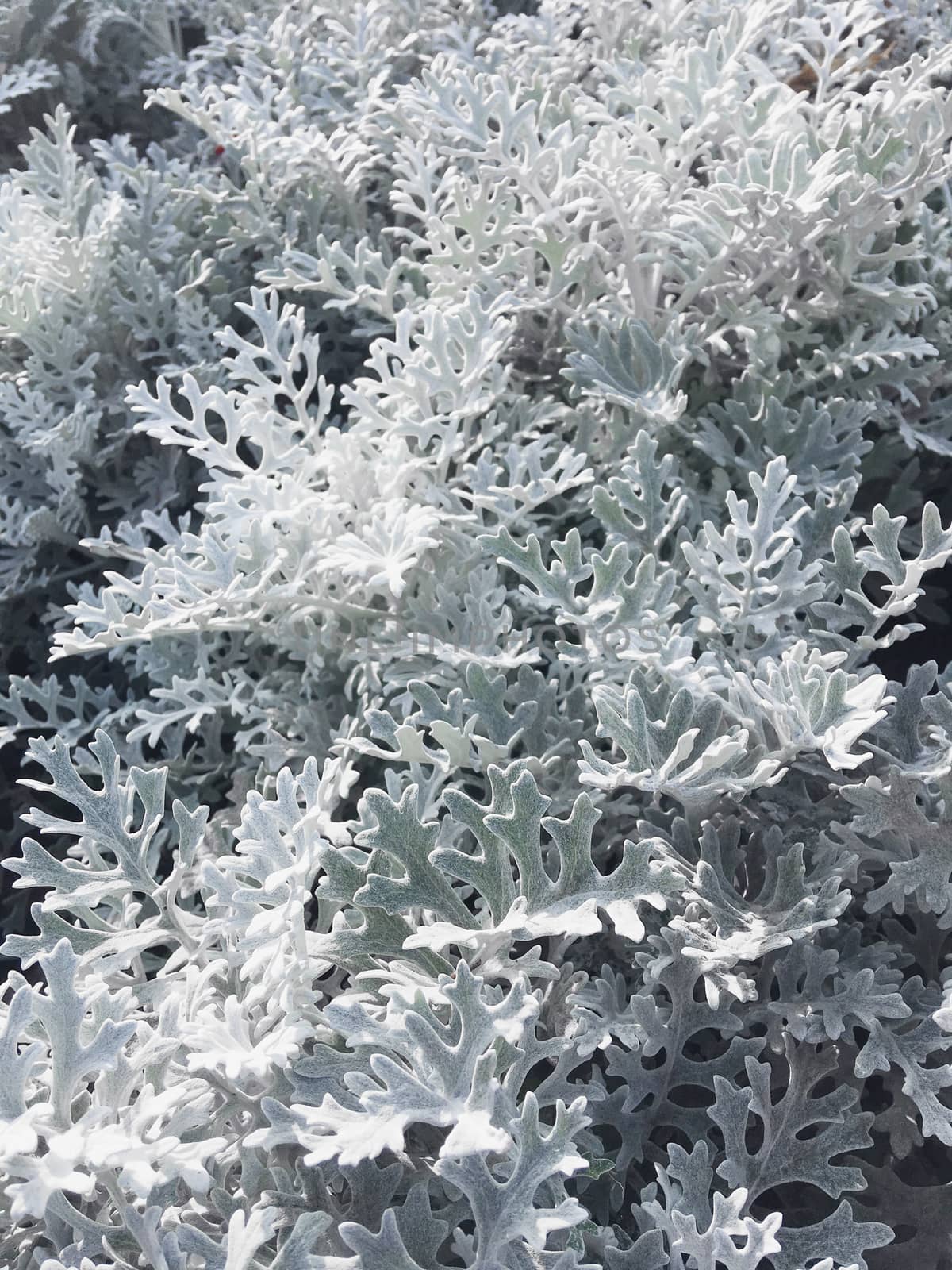 Macro photo of silver ragwort (formerly known as Senecio cineraria or Jacobaea maritima). Close up photo of plant leaves.
