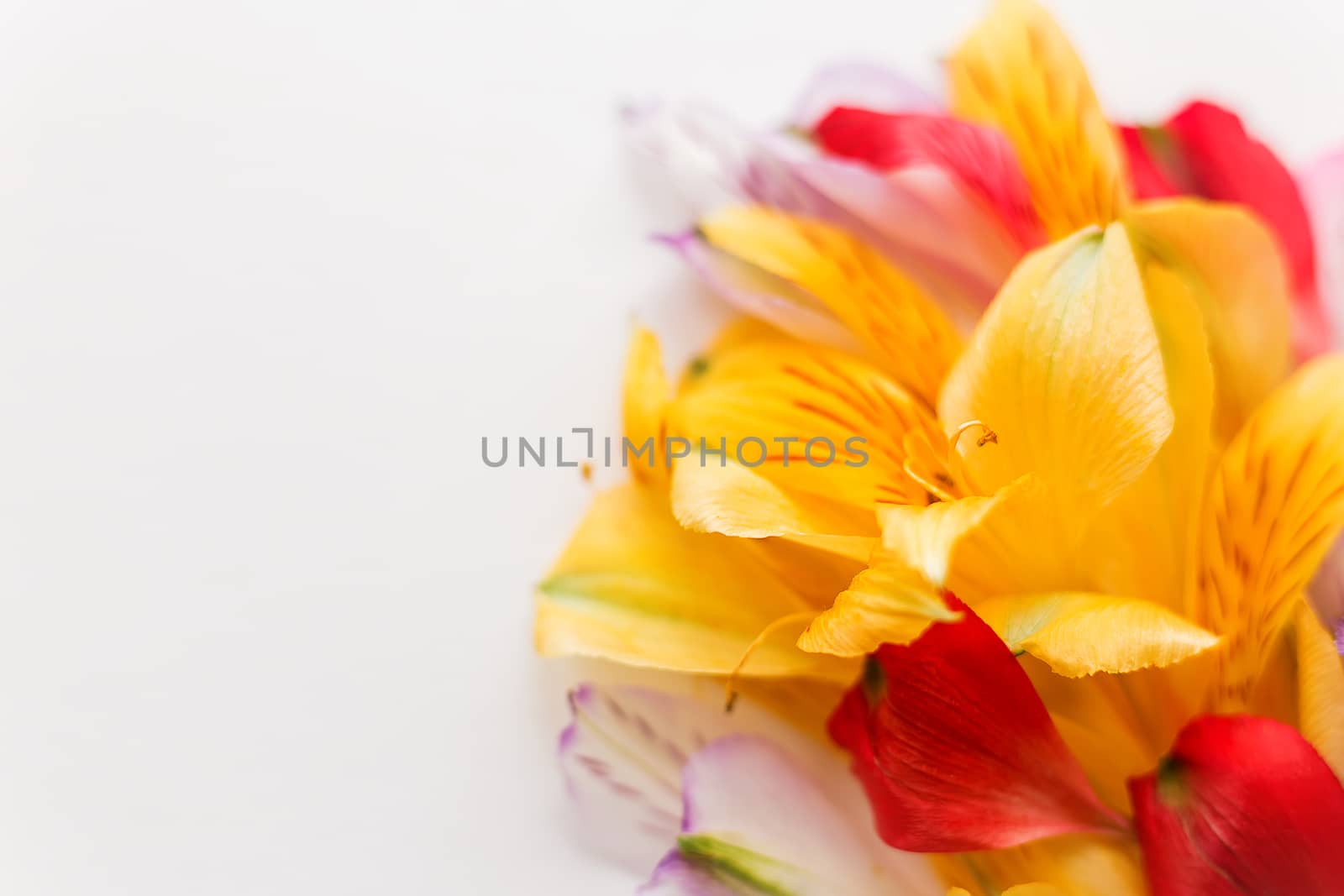 White background with colorful flower petals. Natural floral background. Place for text.
