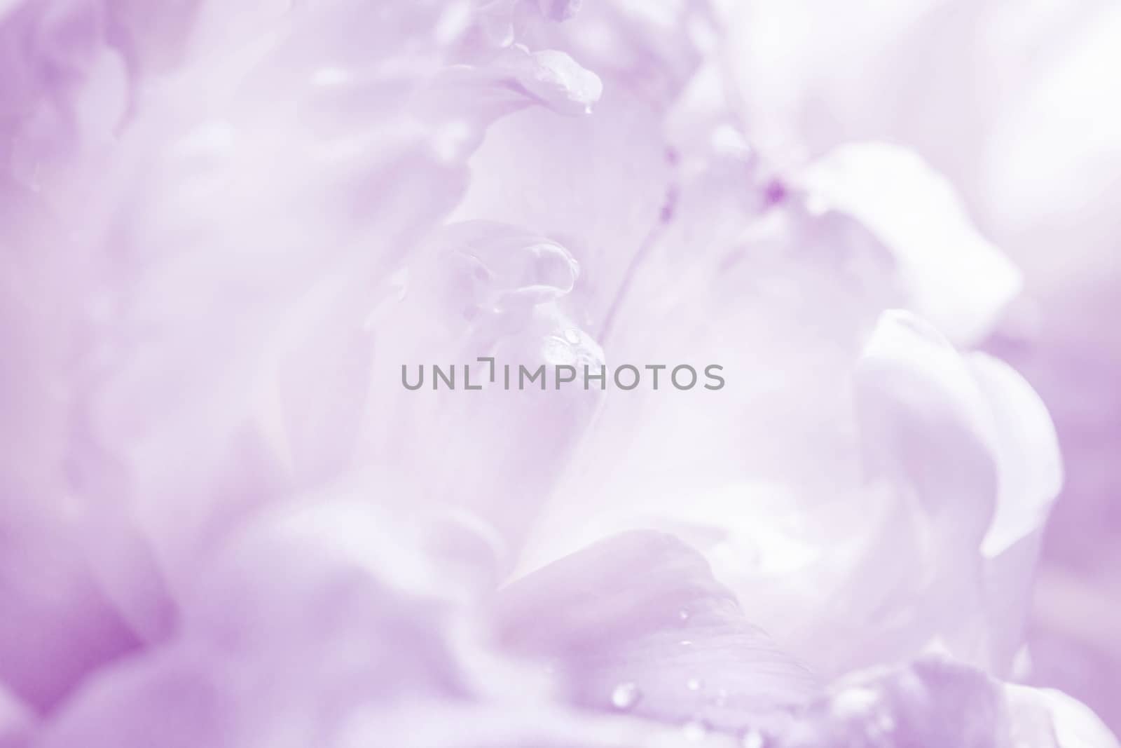 Graceful violet pastel peony background. Macro photo of flower petals with morning dew drops.