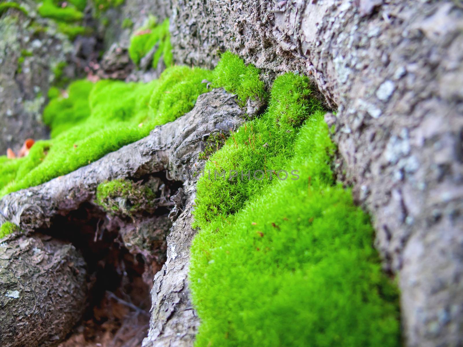 Close up photo of green fluffy moss on rocks. Natural background with plants on stone.