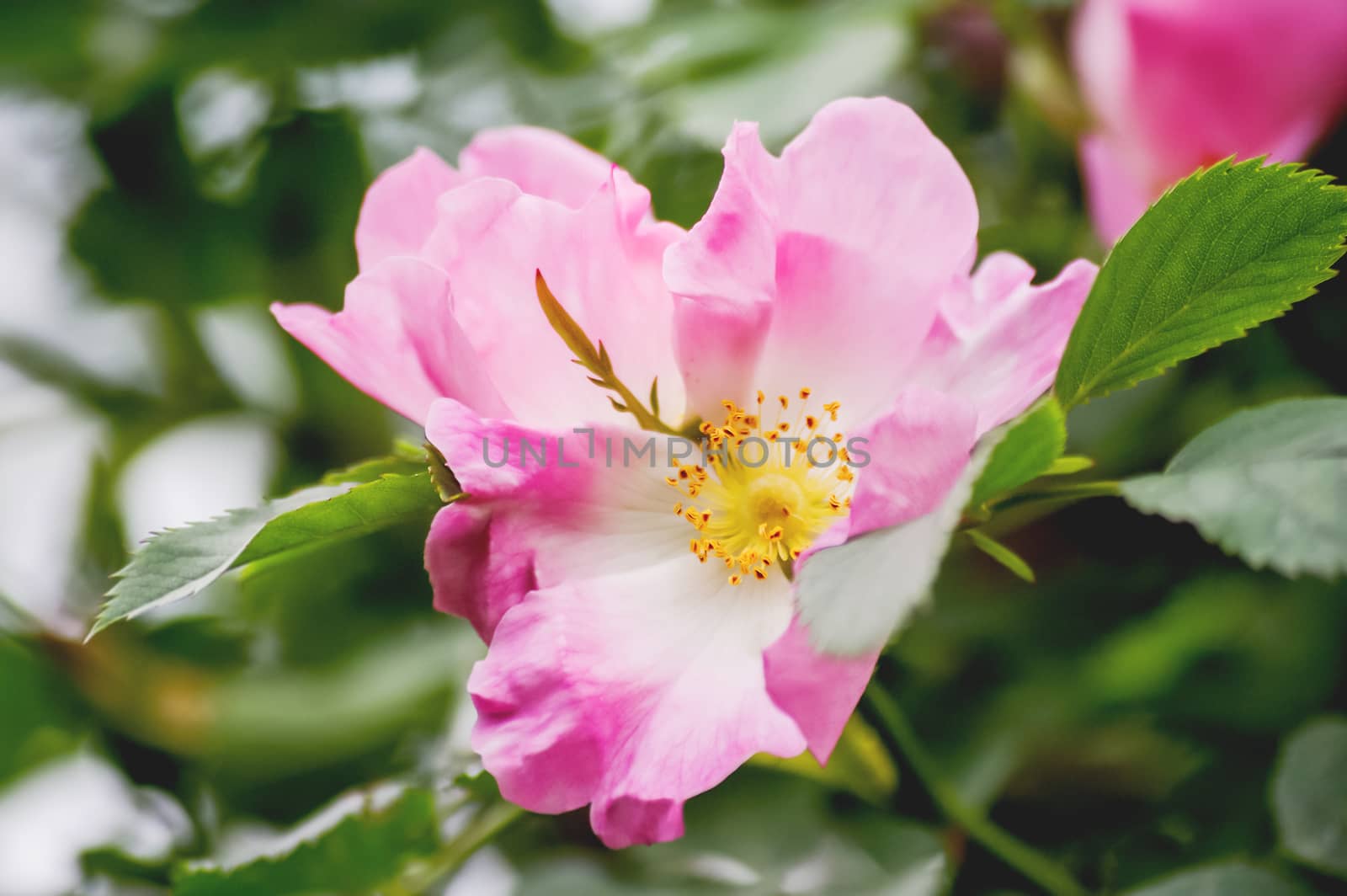 Blooming flowers of pink wild rose. Natural summer background with blossom bush.
