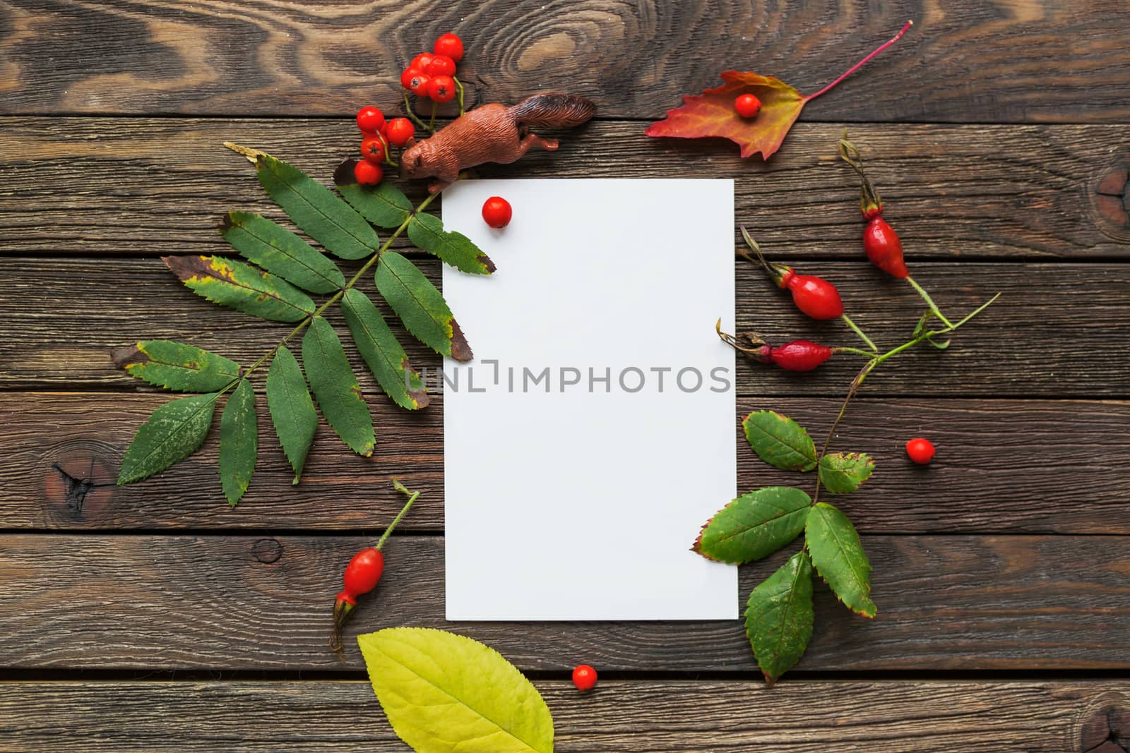 Autumn wooden background with squirrel figure, fallen rowan tree leaves and berries. Clear paper for your text, good for mock up designs.