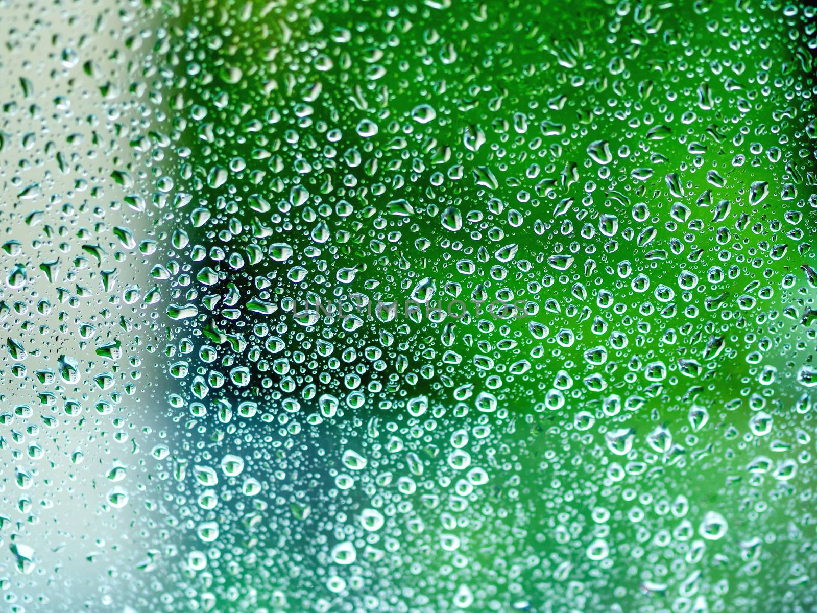 Rain drops on glass. Silhouettes of green water drops on a transparent surface.